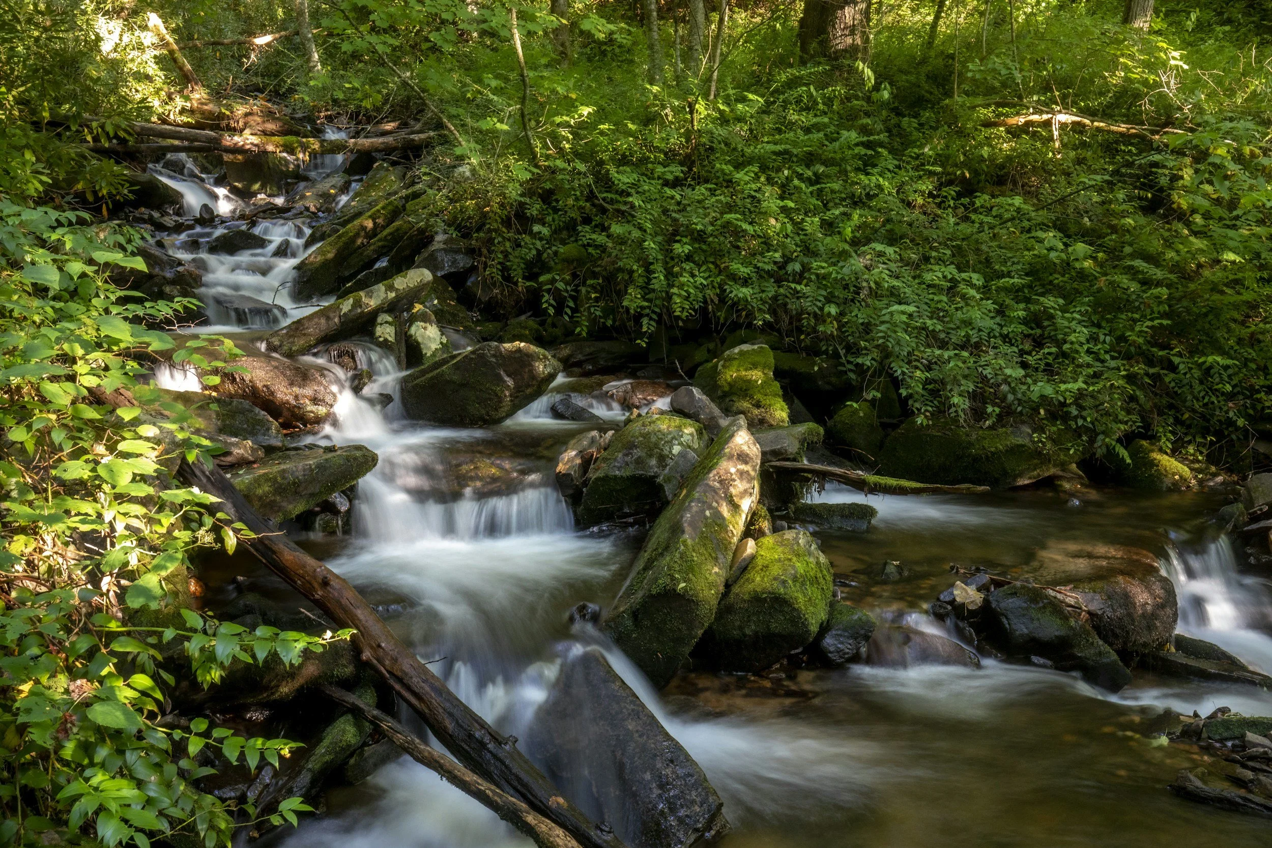 A small waterfall flowing over moss-covered rocks in a lush green forest with dense foliage.