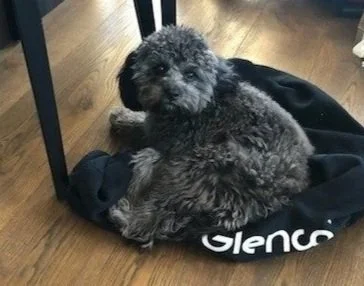 Small, curly-haired gray puppy sitting on a black Glenco bag on a wooden floor, looking at the camera.
