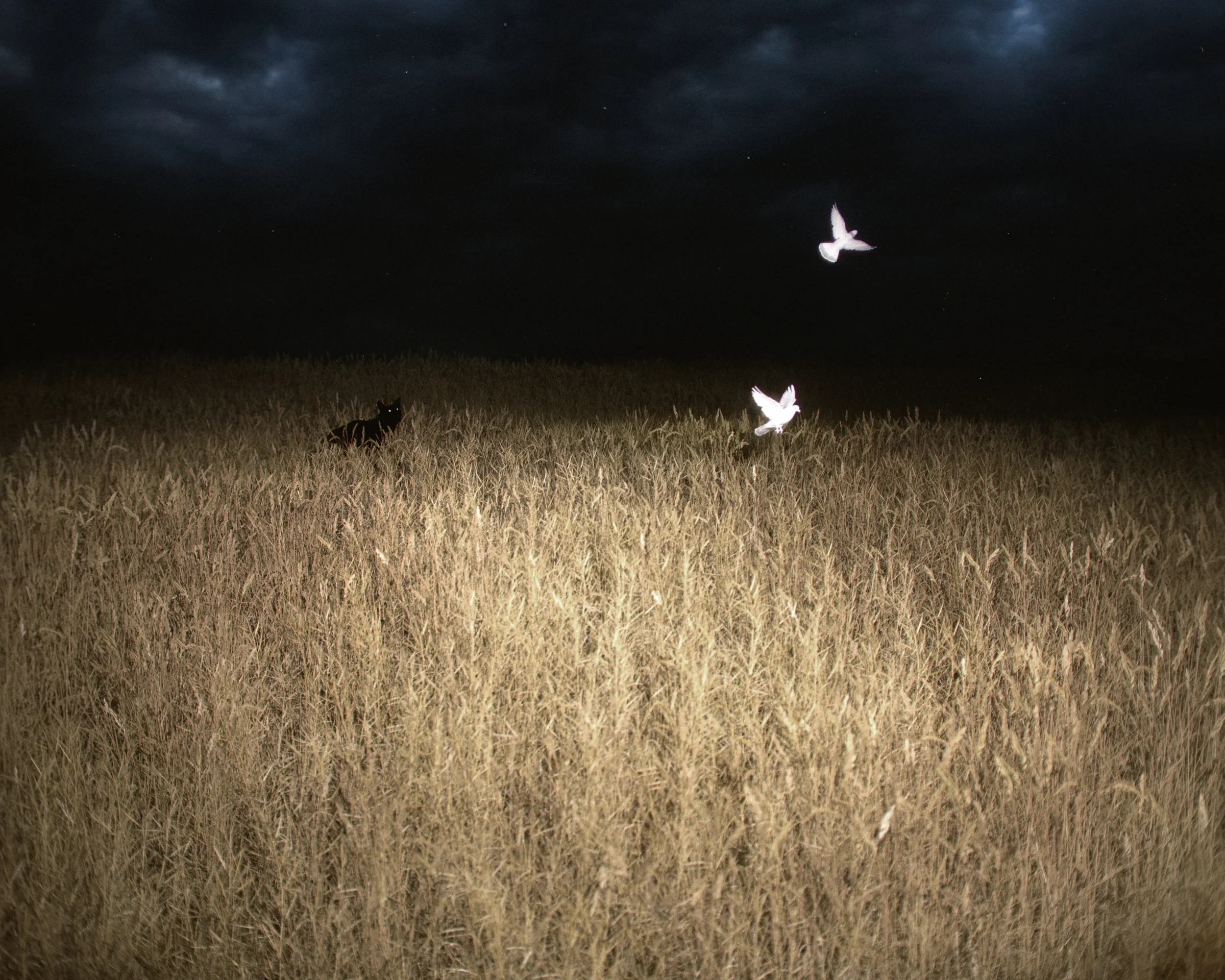 When Night Comes Along