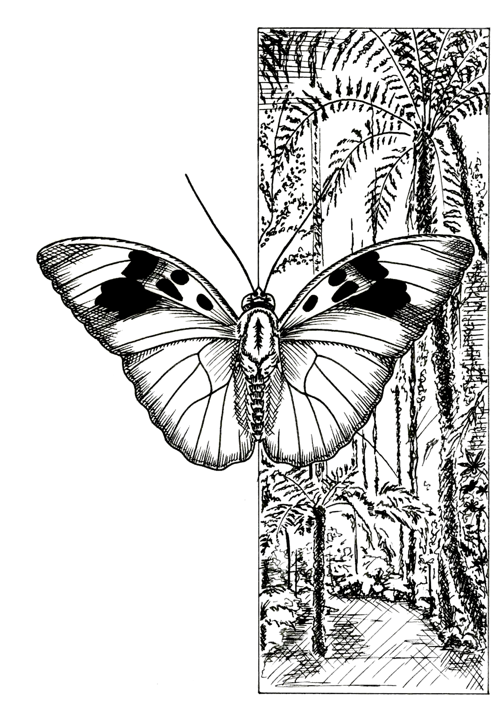INCOG-NZ-3.png