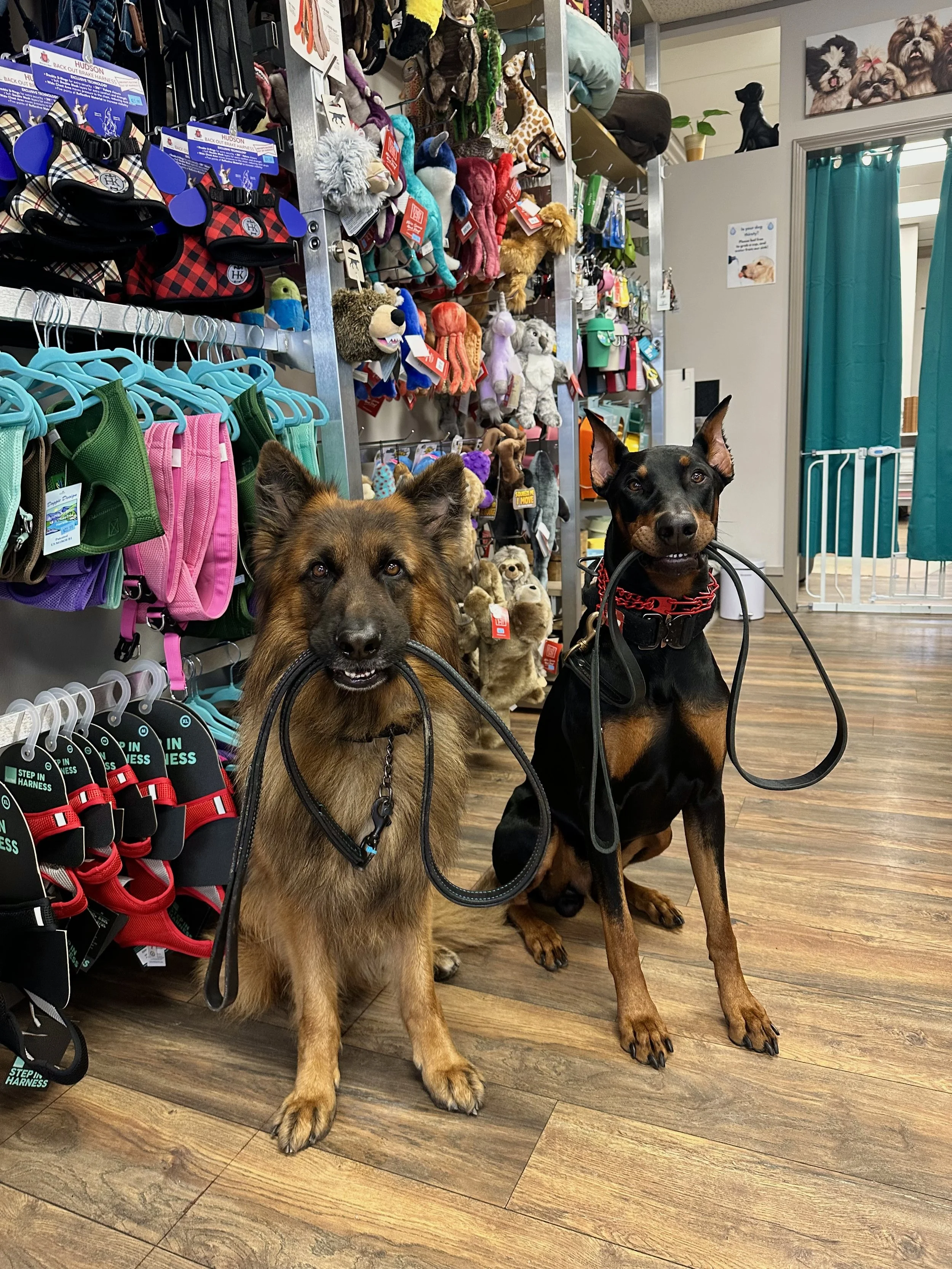 Two dogs sitting on the floor of a pet store, holding leashes in their mouths. The store has shelves with animal toys, accessories, and clothing in the background.
