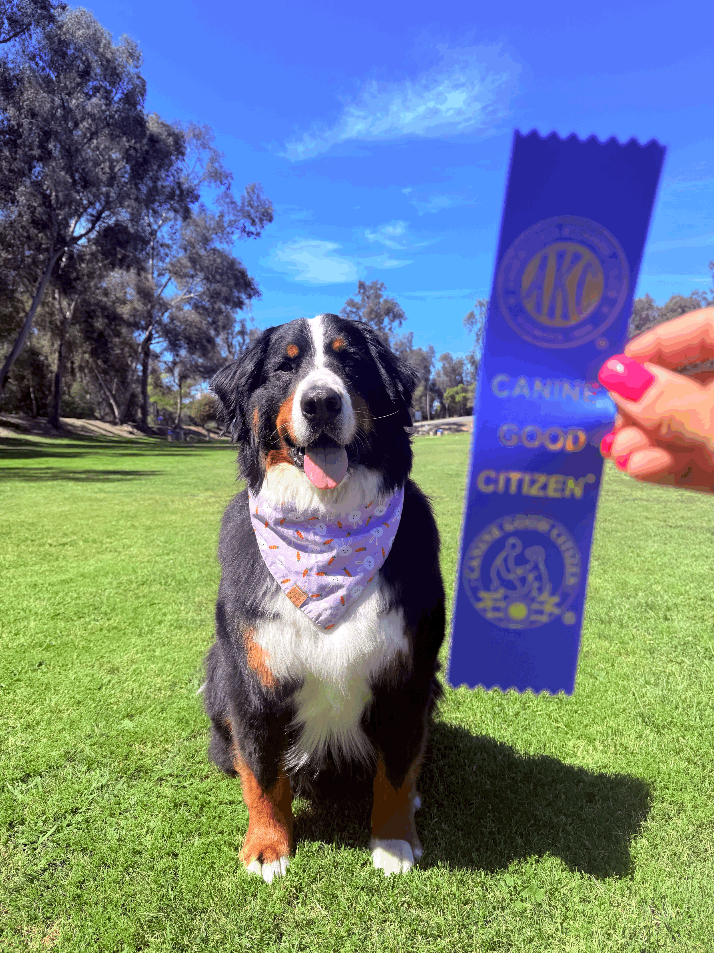 AKC STAR PUPPY &amp; CGC