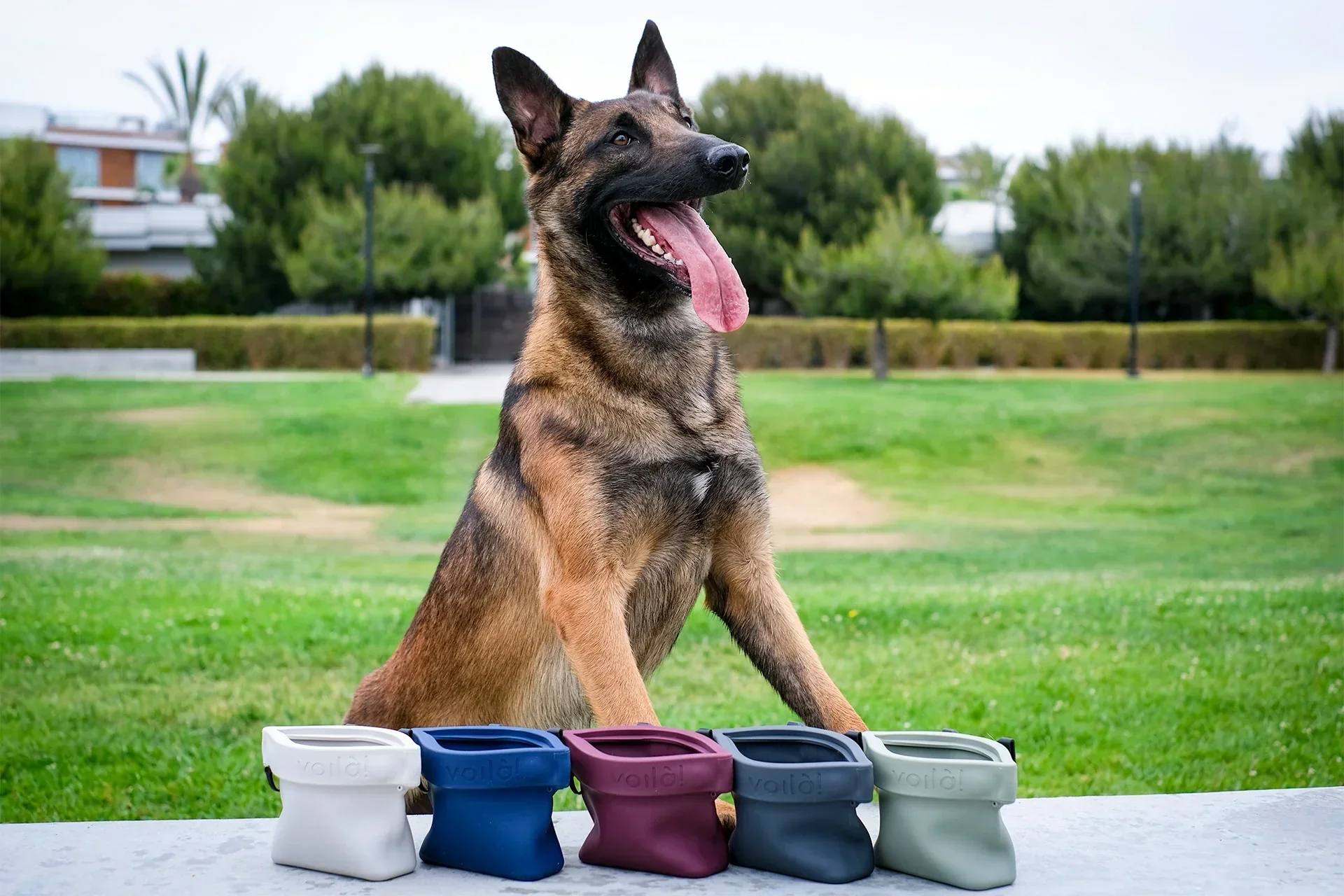 Belgian Malinois dog sitting outdoors near colorful items on a table, with a park and trees in the background.