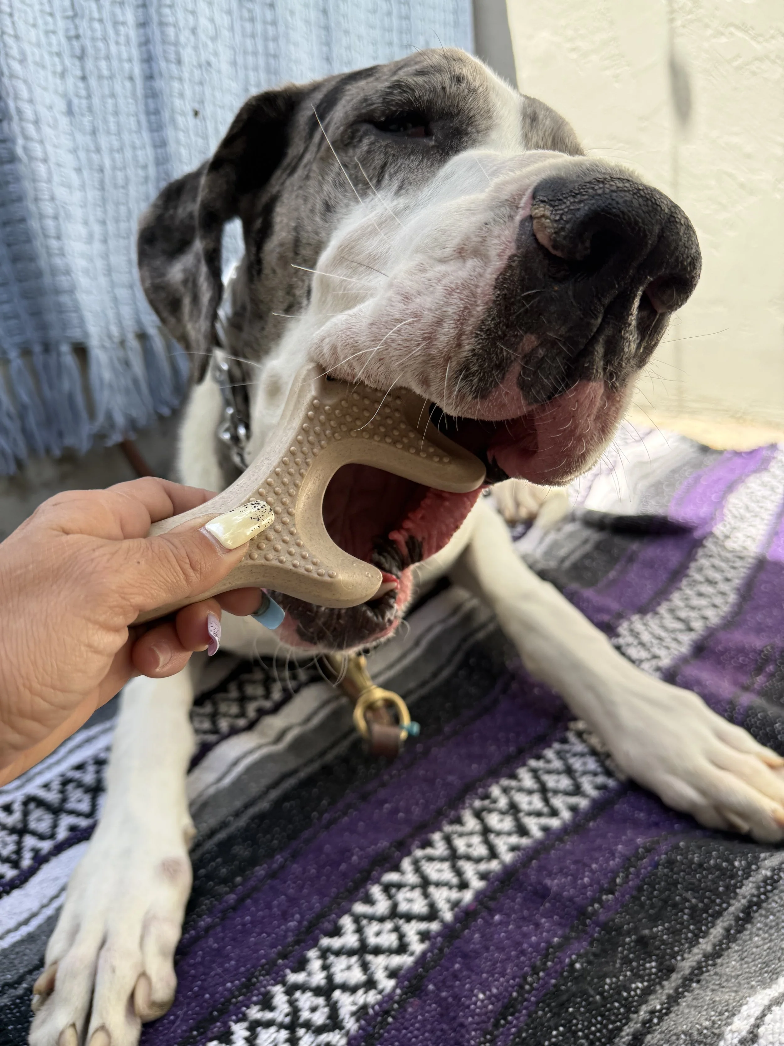 Close-up of a large dog with a black nose, lying on a patterned blanket, being groomed with a grooming brush.