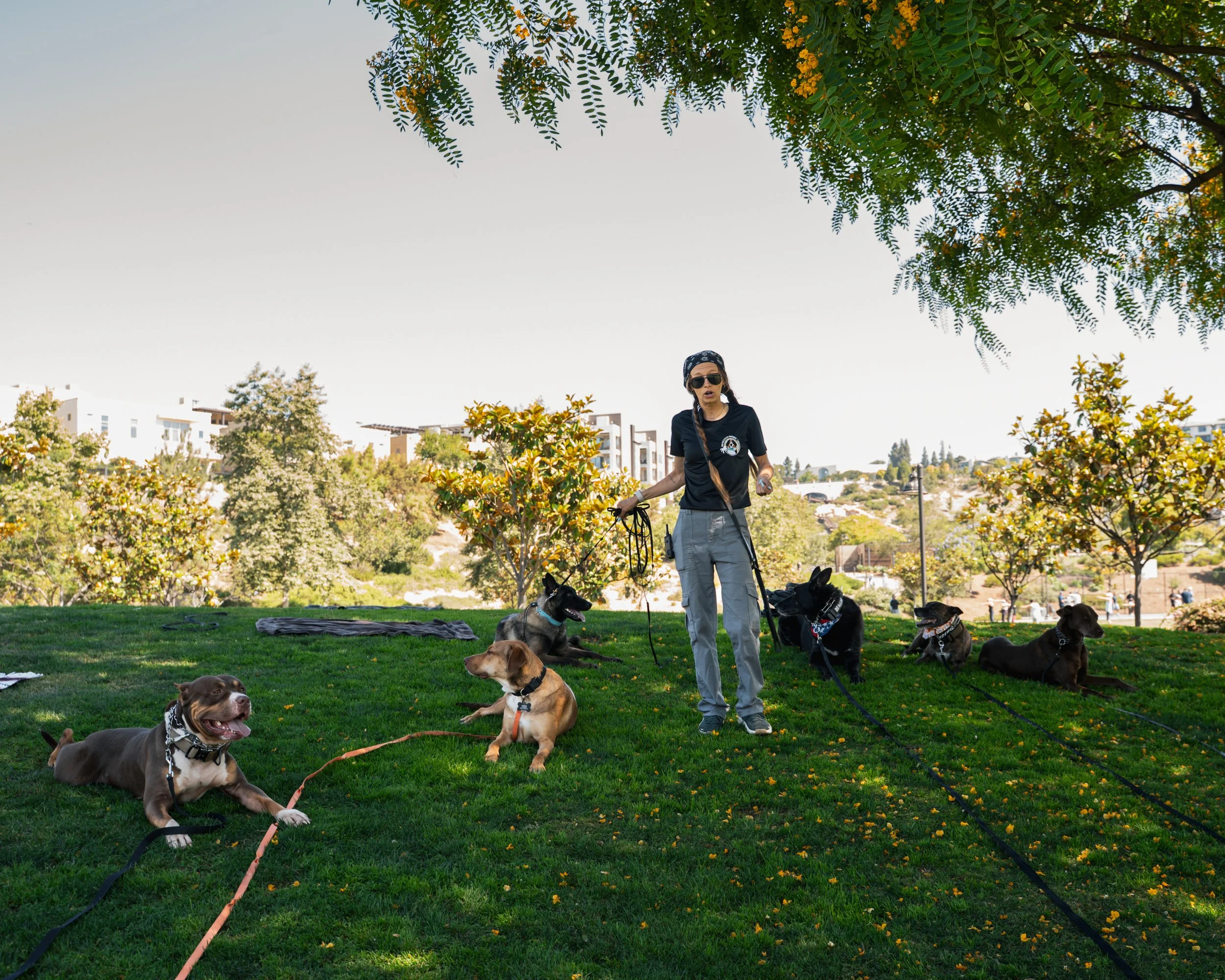 A woman with long hair and sunglasses standing in a park with multiple dogs on leashes. The woman is wearing a black shirt and gray pants. The dogs are of various breeds and colors, sitting and lying on the green grass, with trees and buildings in the background.