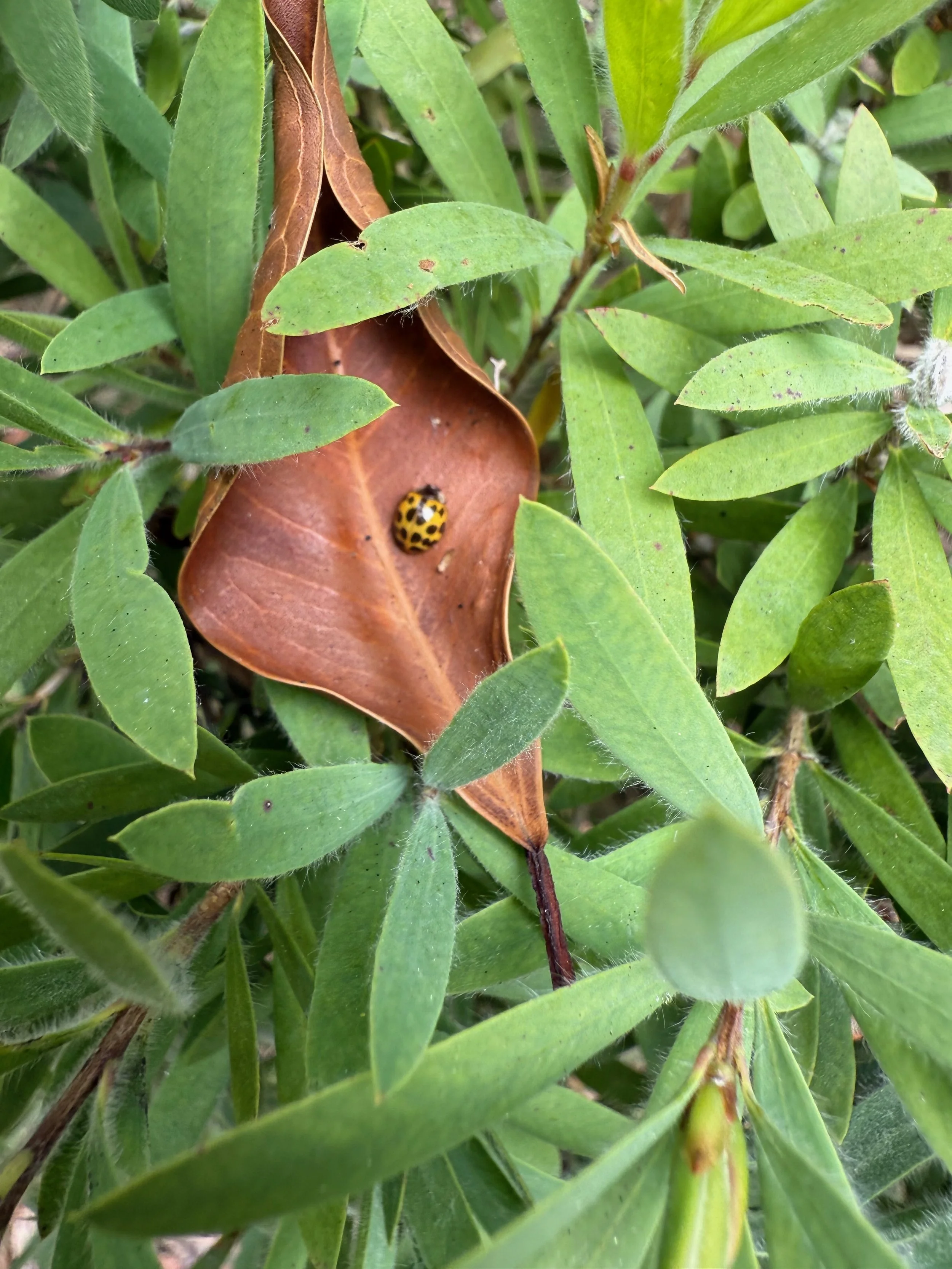 A yellow and black ladybug on a brown fallen leaf amidst green leaves and plant stems.