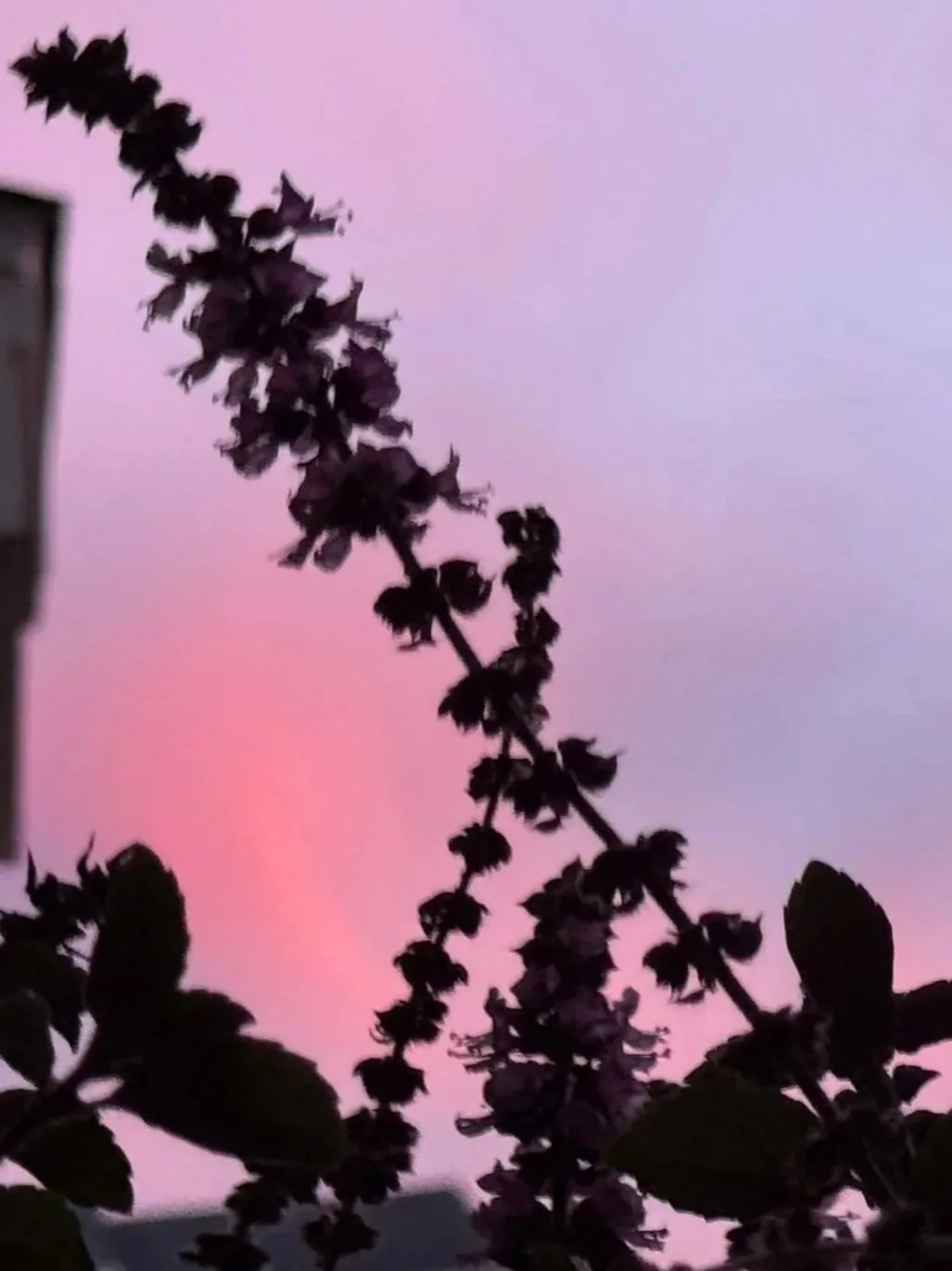 Silhouette of a plant with leaves and flowers against a pink and purple sky at sunset.