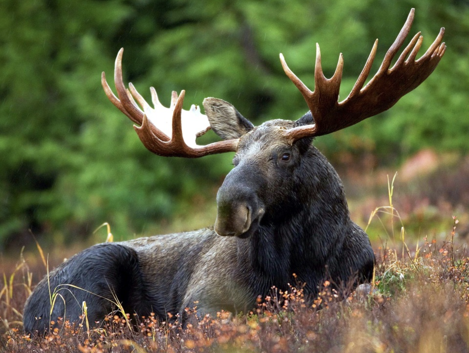 Moose 2.png