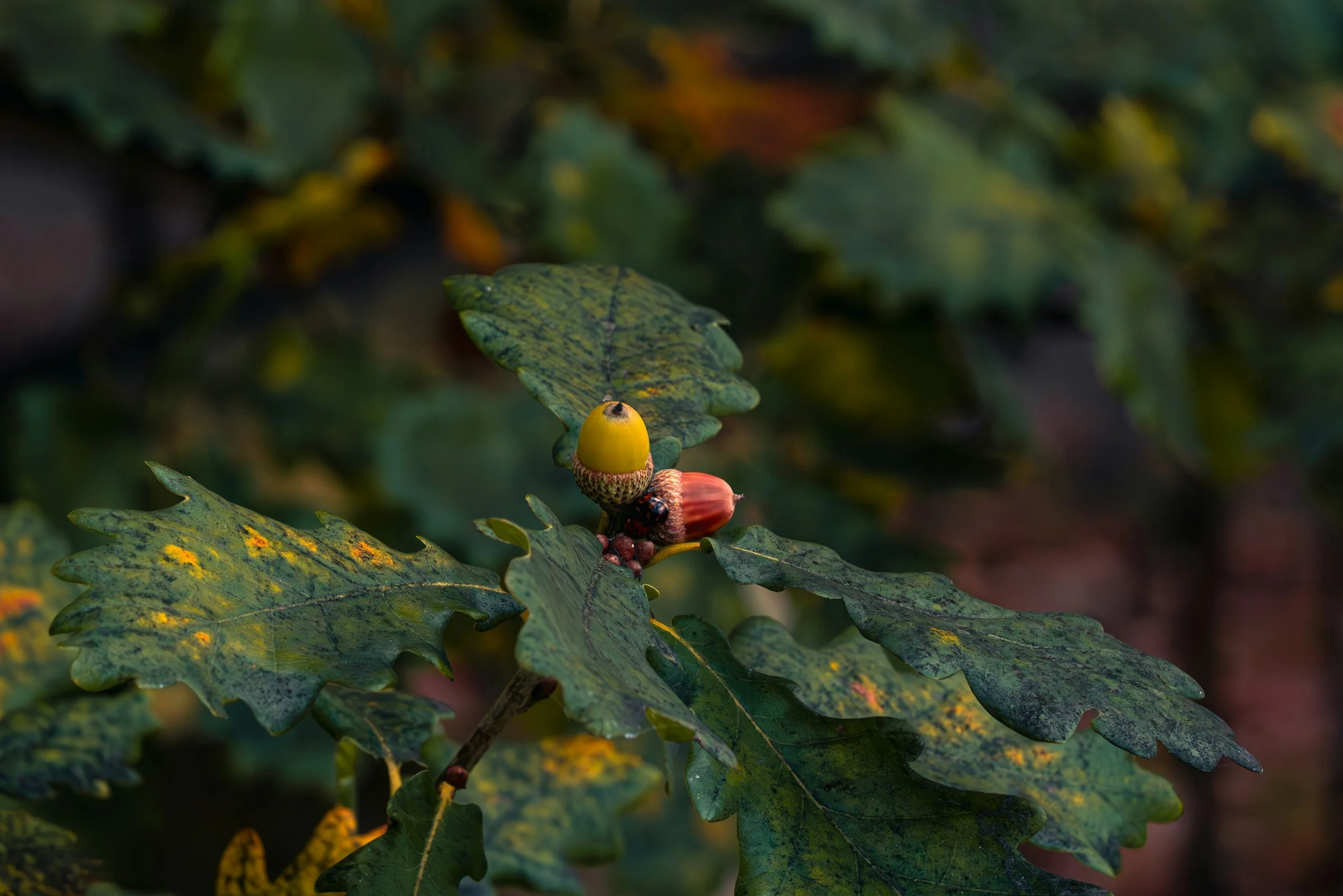 Close-up of an oak tree branch with a small green acorn and partially eaten acorn, surrounded by green, yellow, and brown oak leaves.