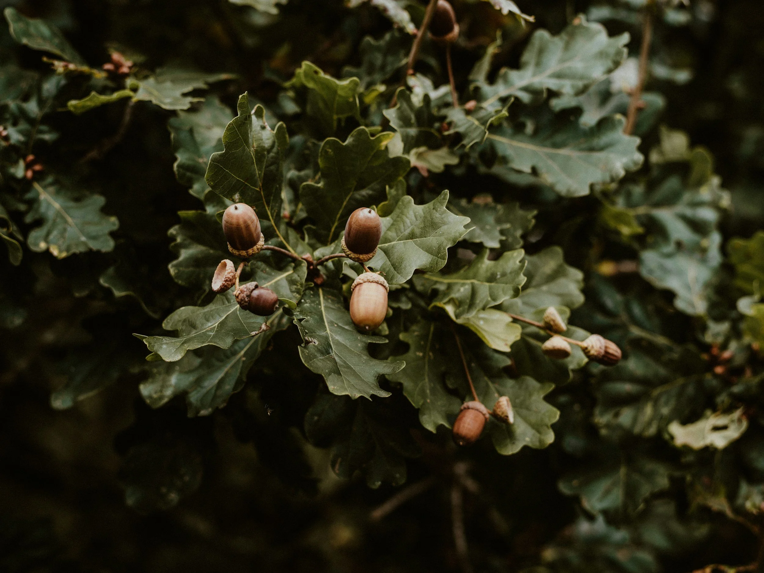 Close-up of green oak leaves and acorns on a tree.