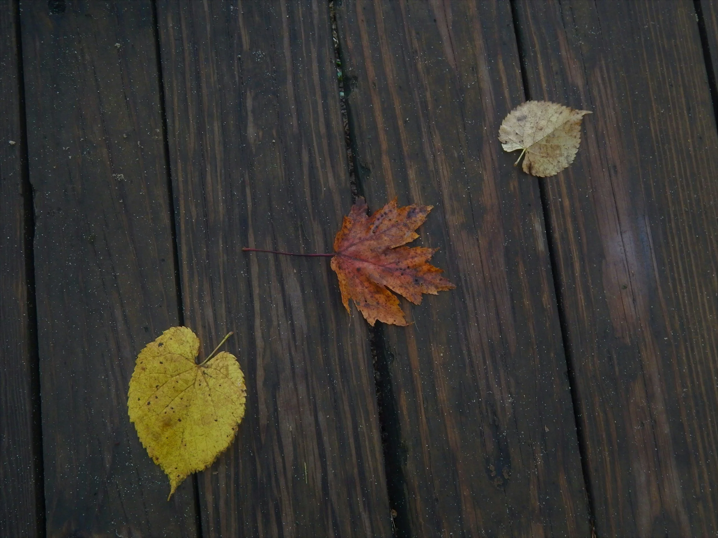 Three fallen autumn leaves on a wet wooden deck, with one yellow leaf at the bottom and one beige and one reddish-brown leaf at the top.