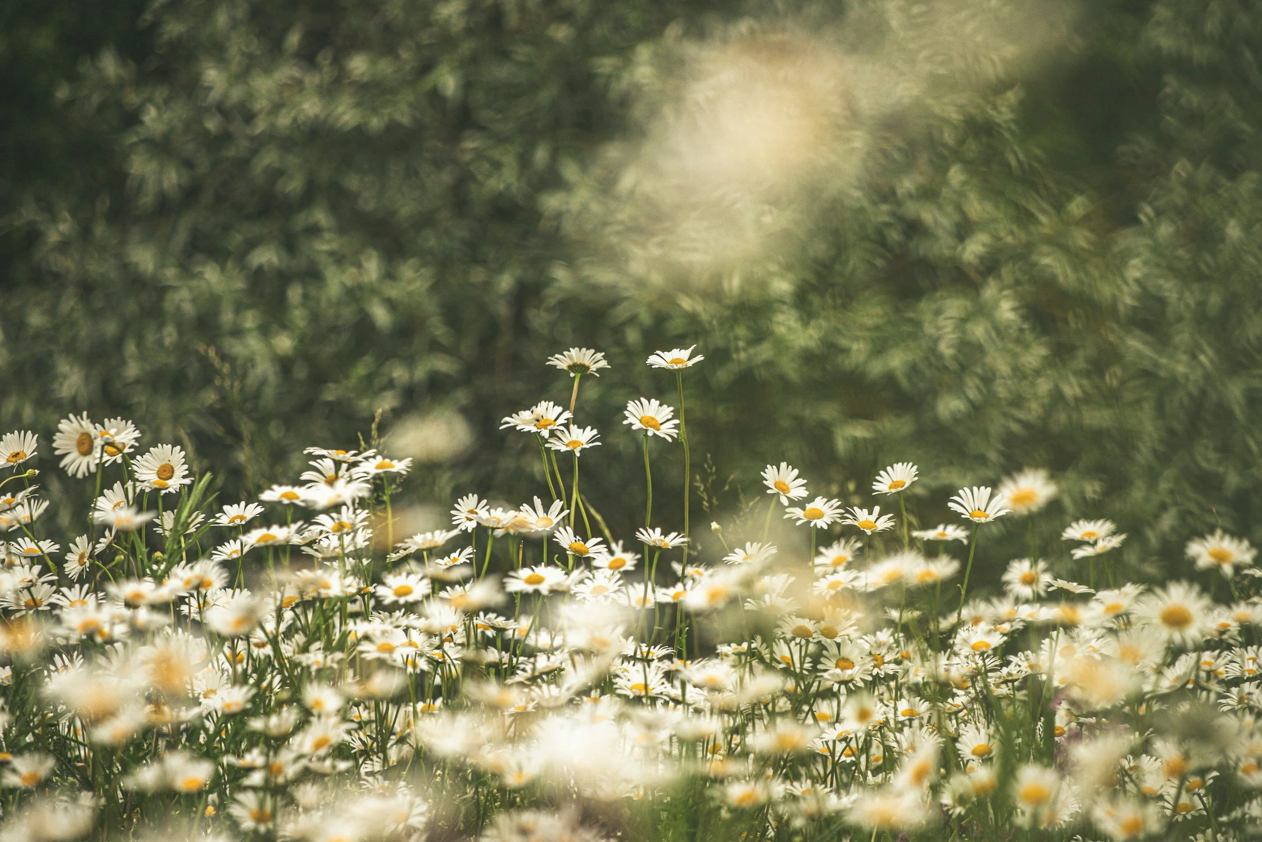 Green background with white and yellow flowers