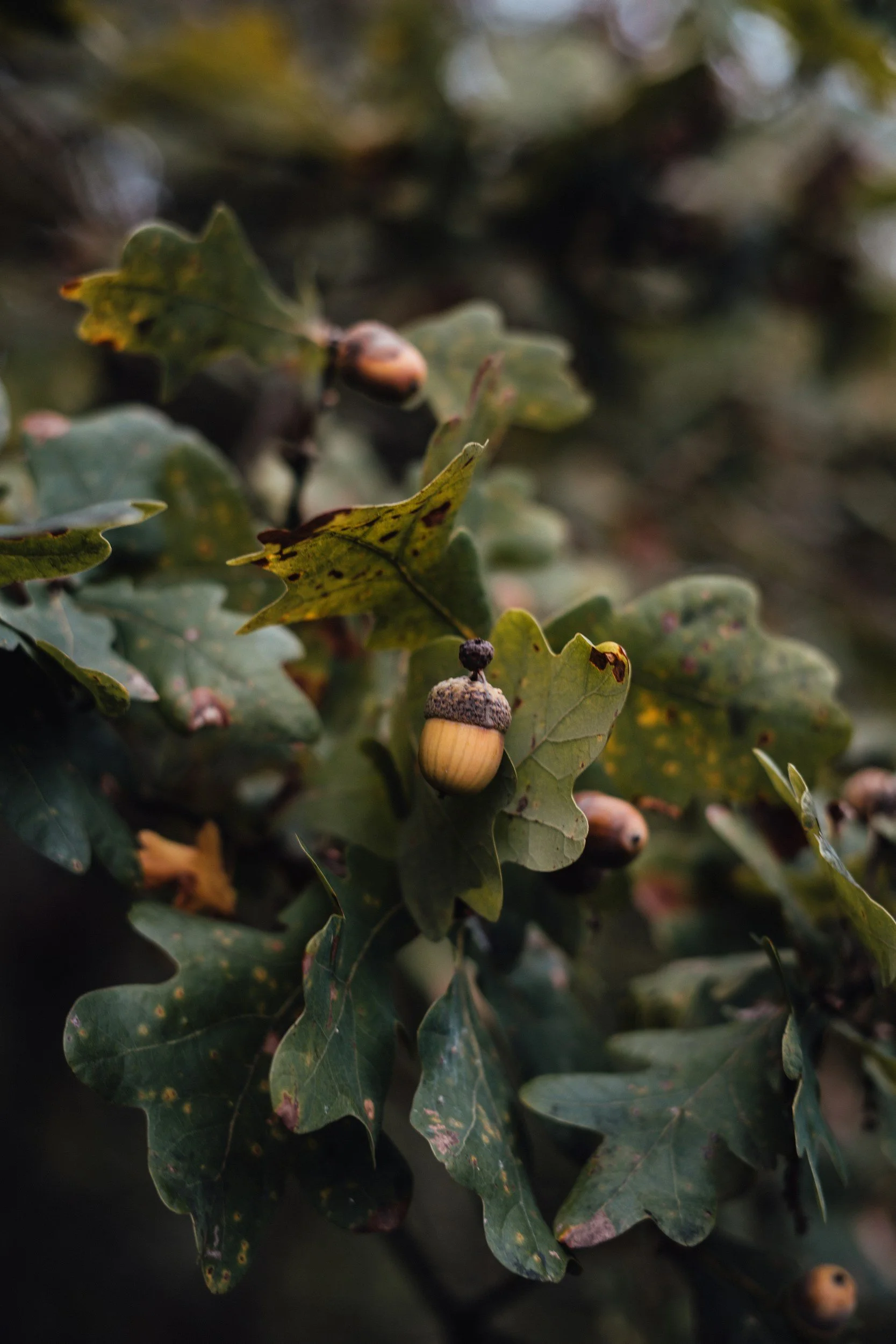 Close-up of holly leaves with green and some yellowing, featuring small acorns or nuts on the plant.