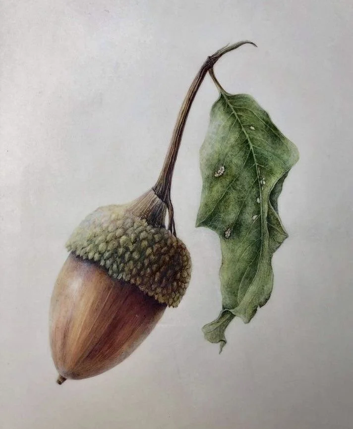 A highly realistic drawing of an acorn with a leaf attached, where the acorn's cap is detailed and textured, and the leaf appears weathered with small holes. The acorn and leaf are connected by a slender stem.