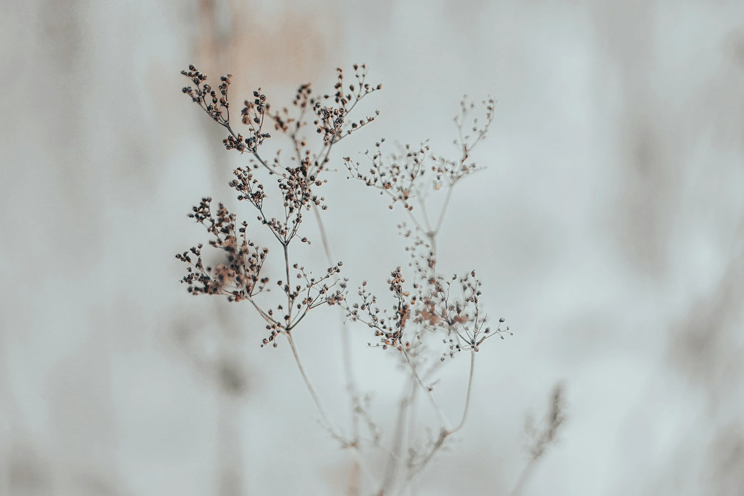 Close-up of dried, delicate plant stems with small seed pods or flowers against a blurry, neutral background.