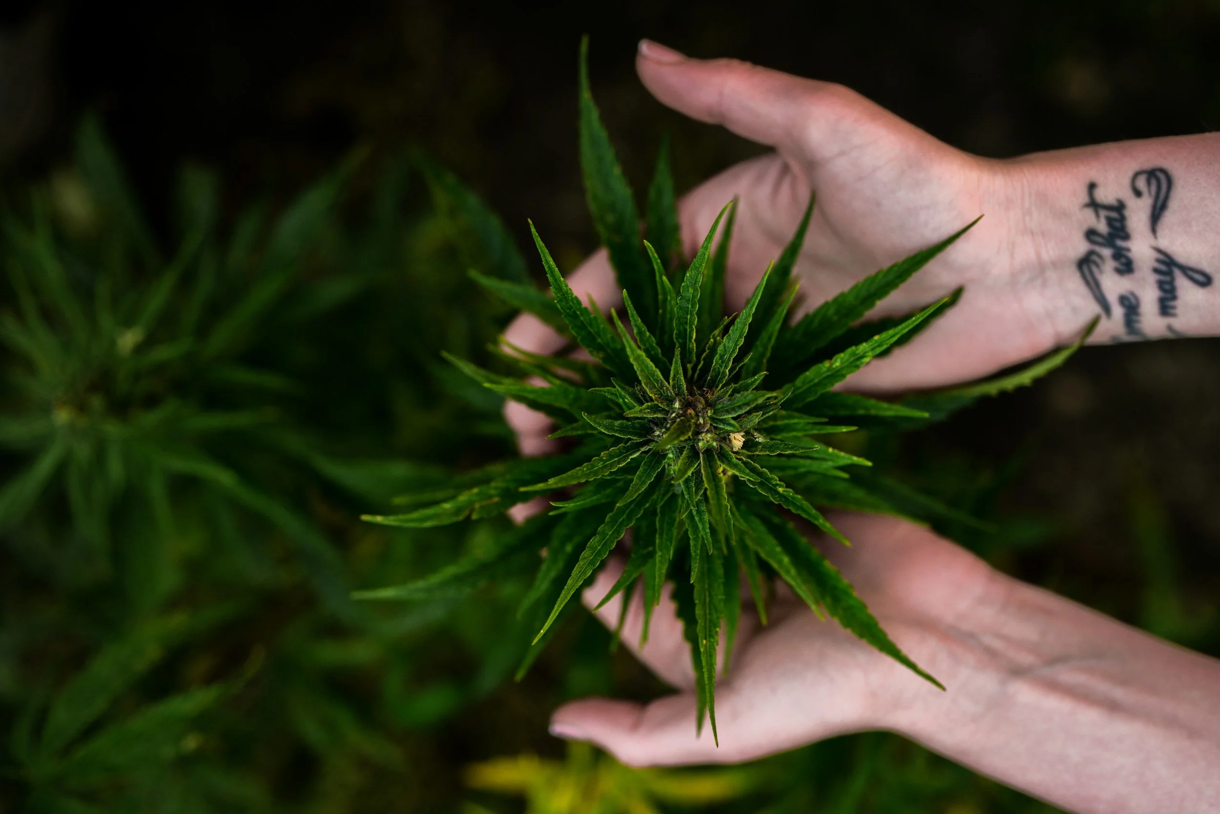 Close-up of a person's hand with a tattoo holding a green cannabis plant