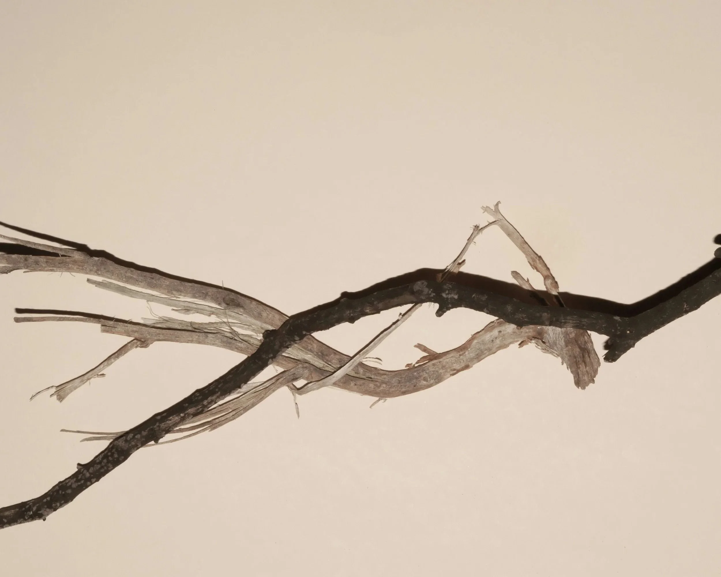 A close-up image of several intertwined dried tree branches against a plain light-colored background.