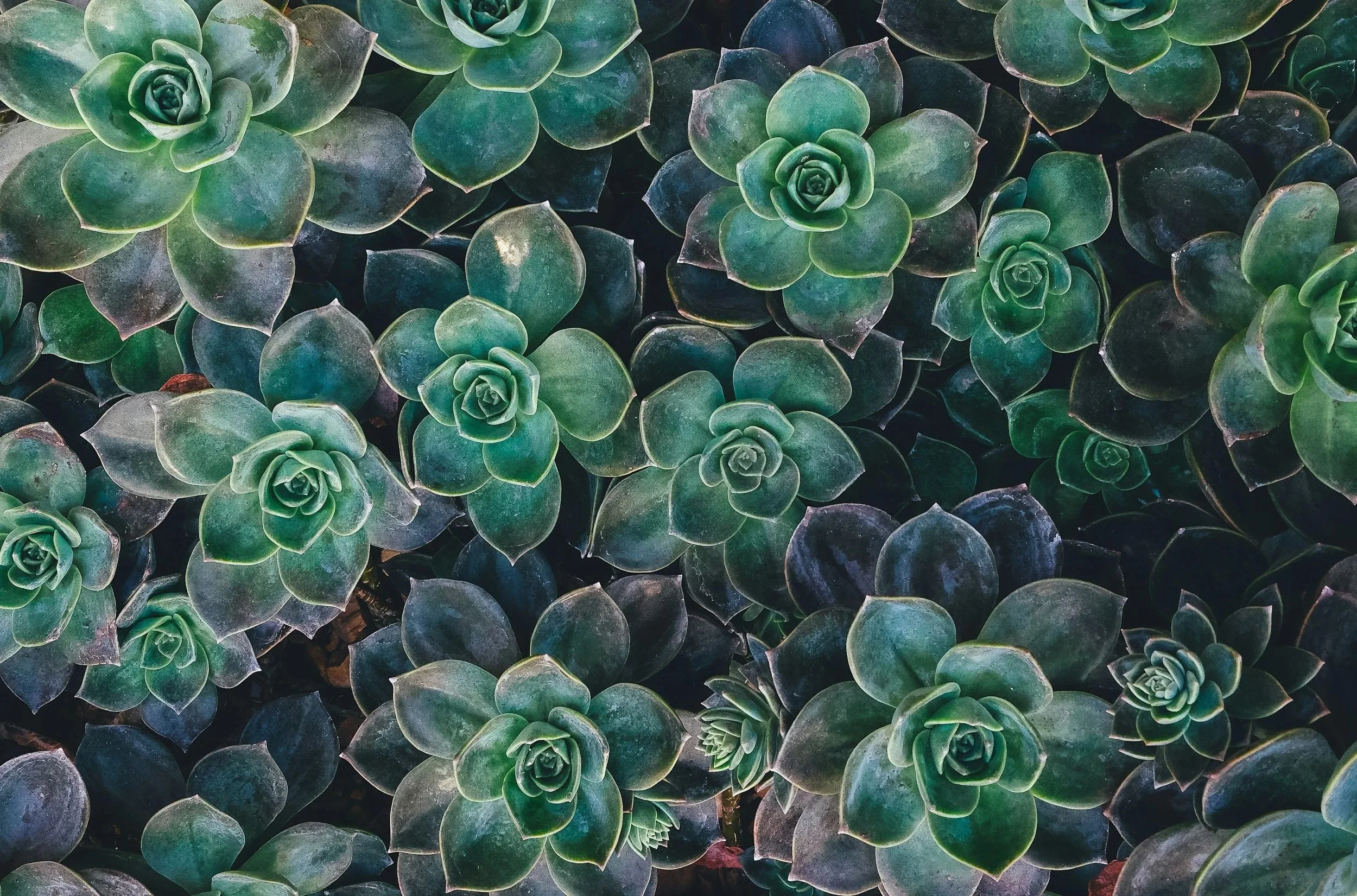 Close-up view of multiple green succulent plants with thick, fleshy leaves arranged in rosette patterns.