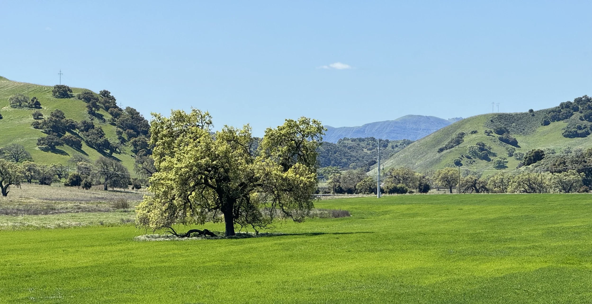 A scenic landscape of green rolling hills with scattered trees, a bright blue sky, and mountains in the background.
