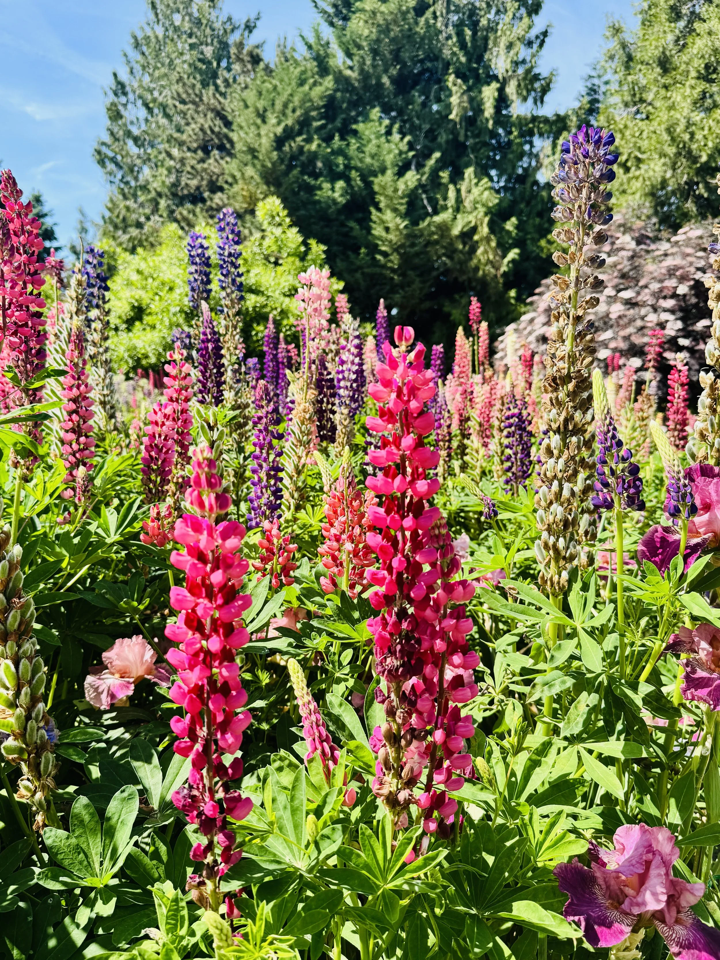 Colorful flowers, including pink, purple, and lavender blooms, growing among green foliage under a bright blue sky with some trees in the background.