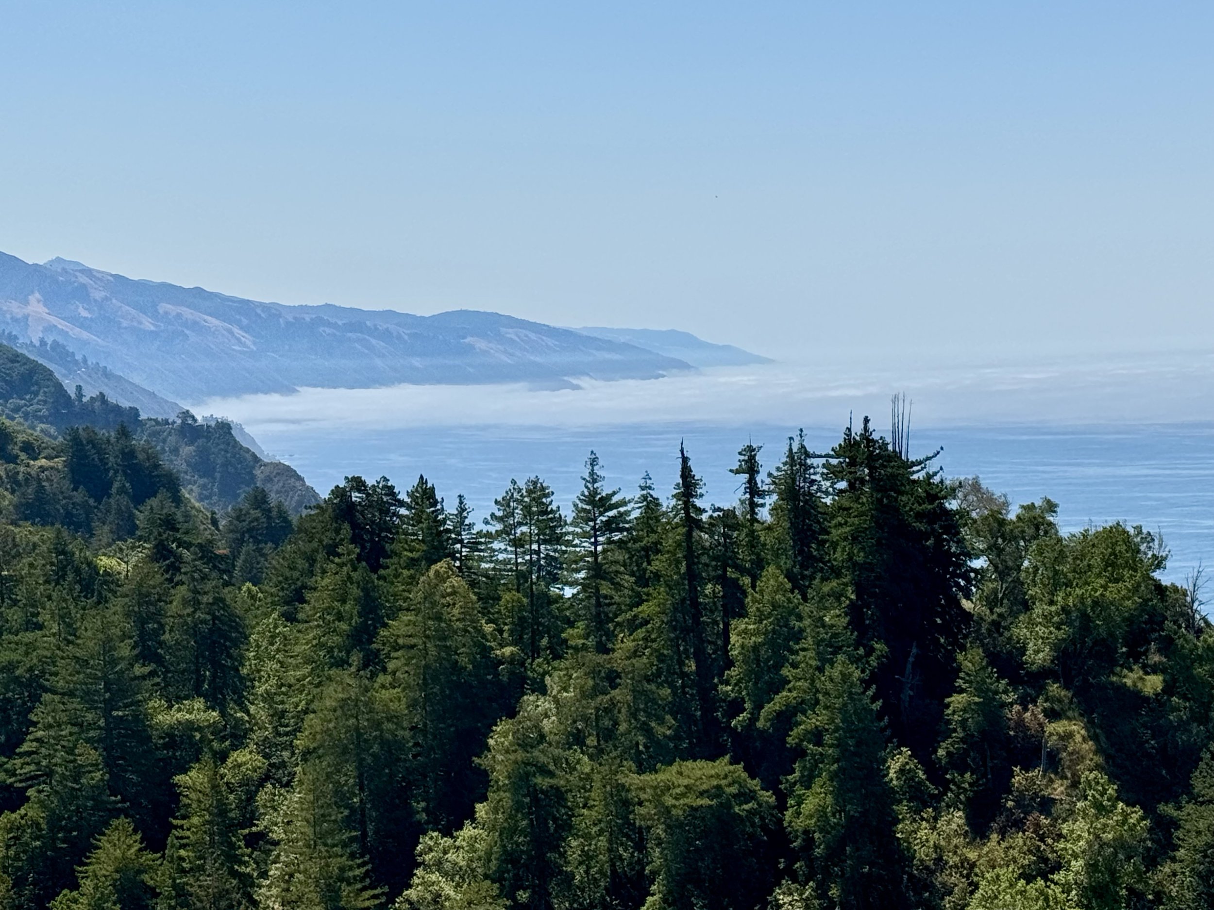 View of a forested hillside with tall evergreen trees in the foreground, rolling hills and mountains in the background, and a layer of clouds or fog over the landscape under a clear blue sky.