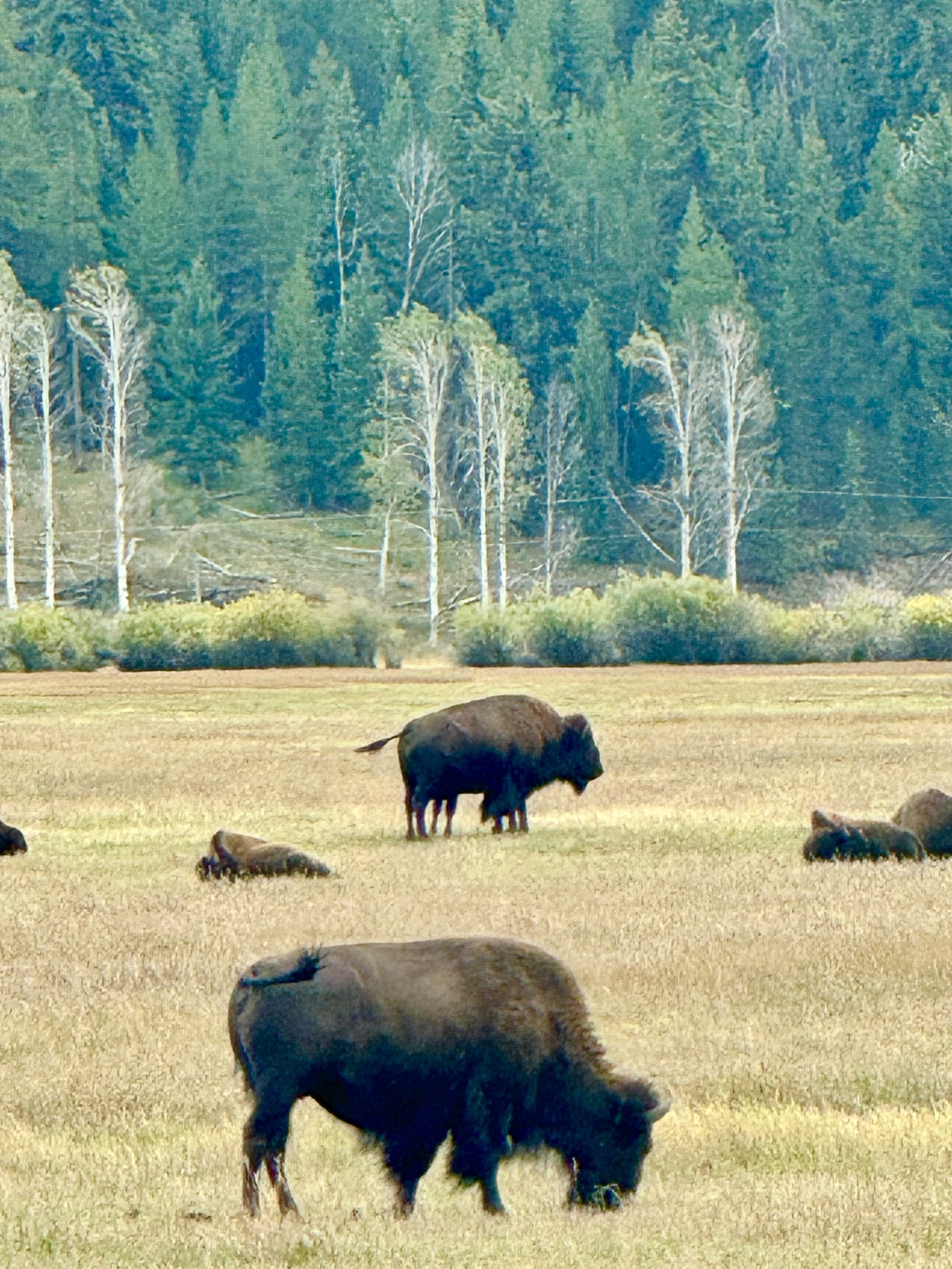 Bison grazing on a field with trees and a forest in the background.