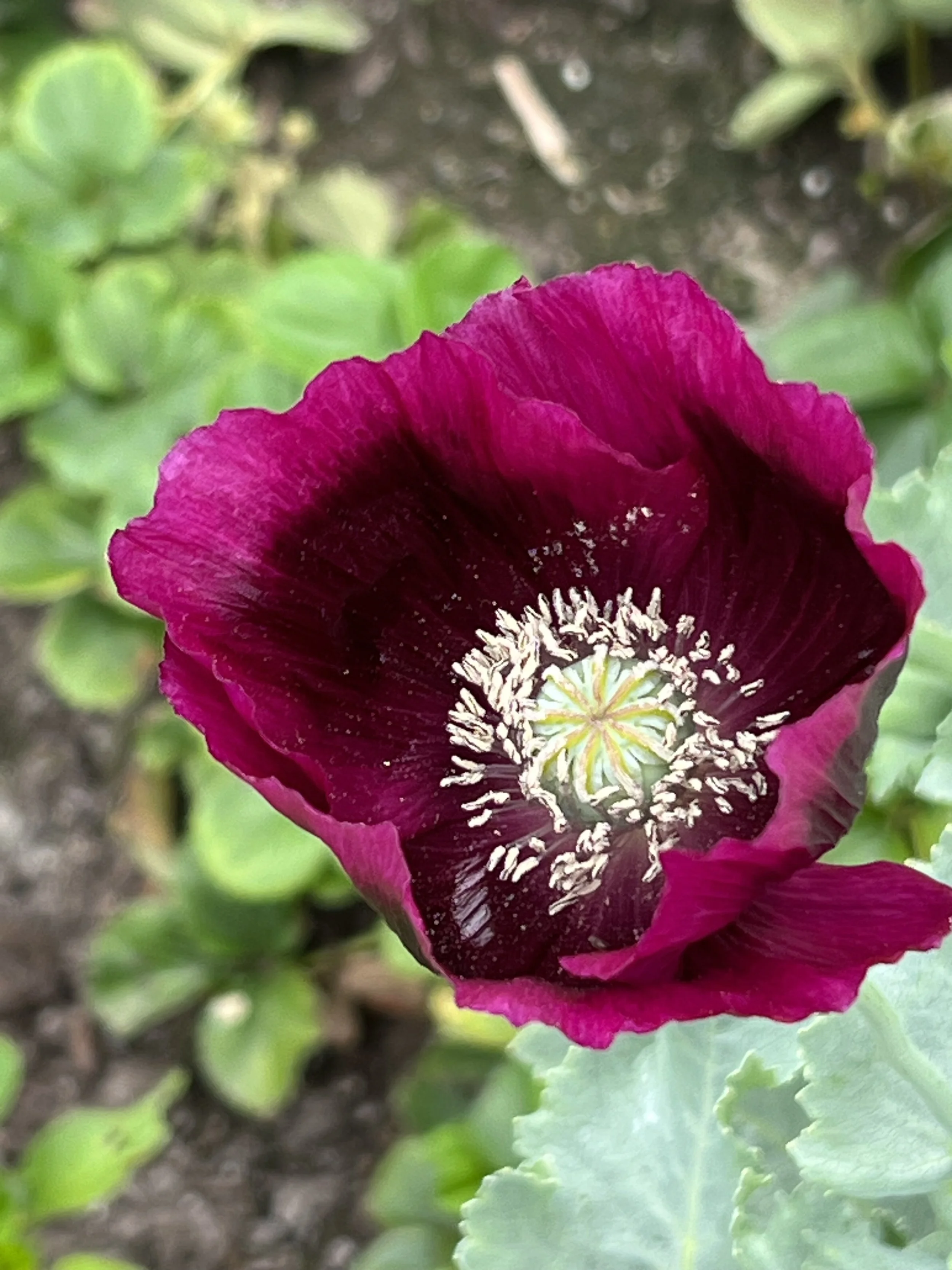 Close-up of a deep purple flower with white stamens and green leaves surrounding it.
