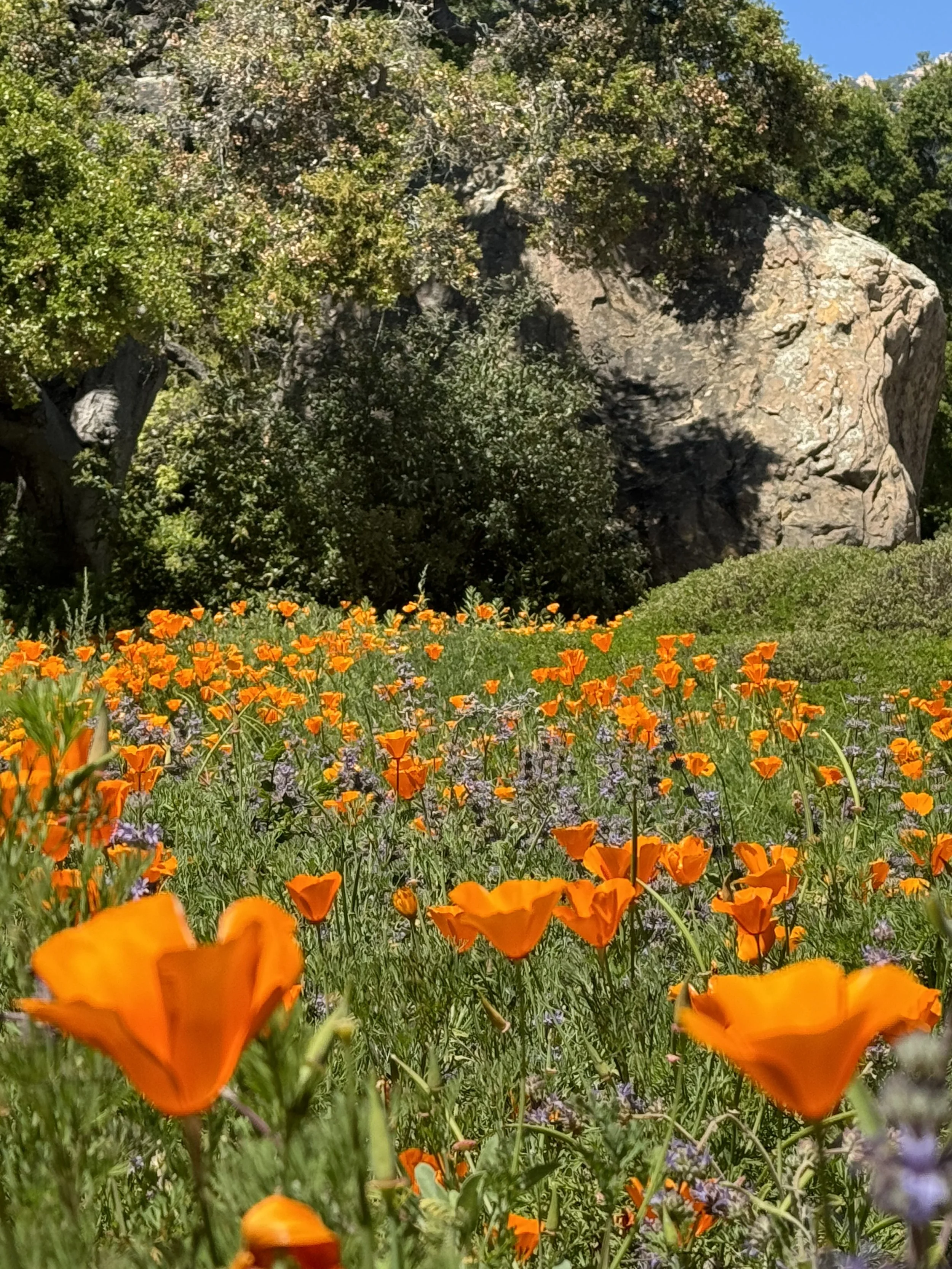 A field of bright orange poppies with green foliage, surrounded by trees and bushes, under a clear blue sky.