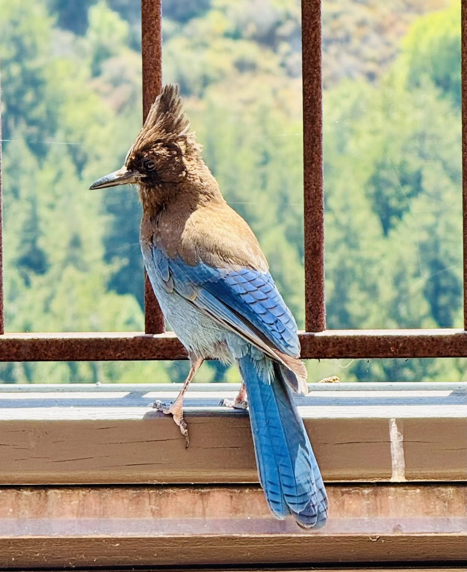 Colorful bird with brown and blue feathers perched on a wooden surface, behind rusty metal bars, with a blurred background of green and yellow foliage.