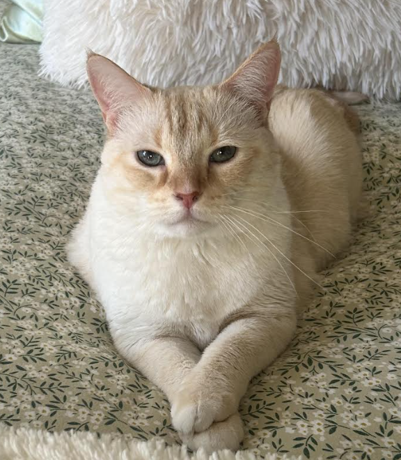 A cream-colored cat with blue eyes is lying on a patterned surface, with a fluffy white pillow in the background.