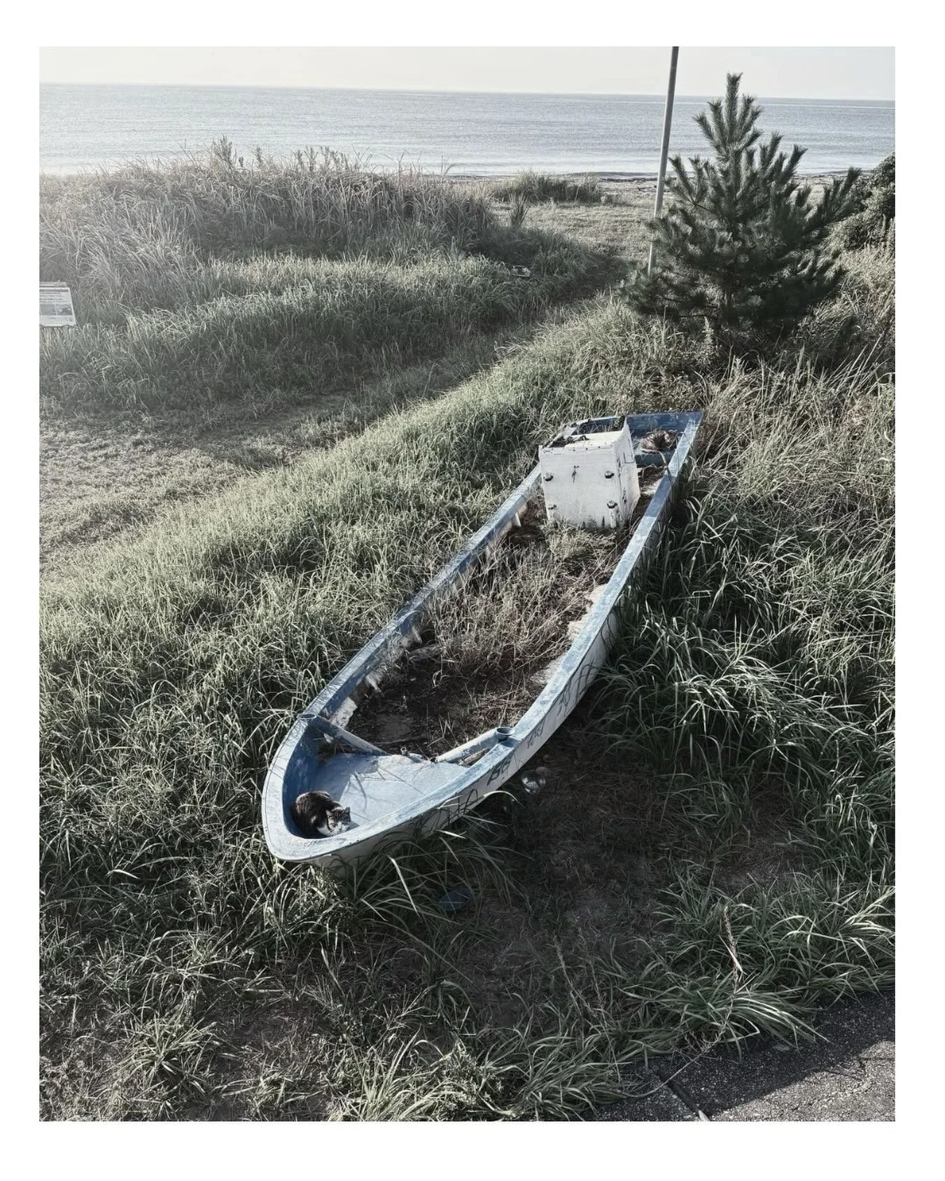 Boat for a cat
