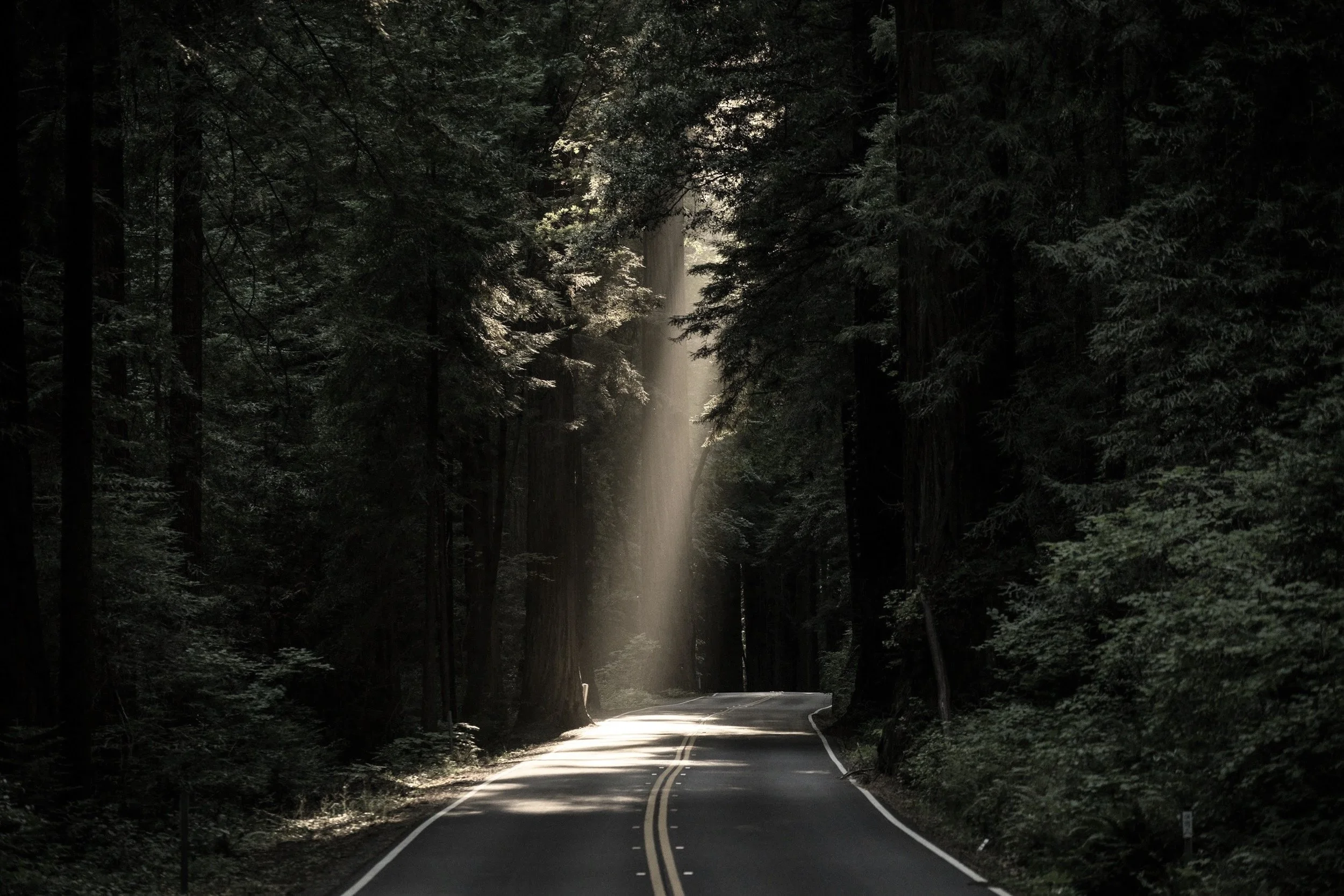 A winding mountain road through a dense forest with tall trees and sunlight filtering through the canopy.