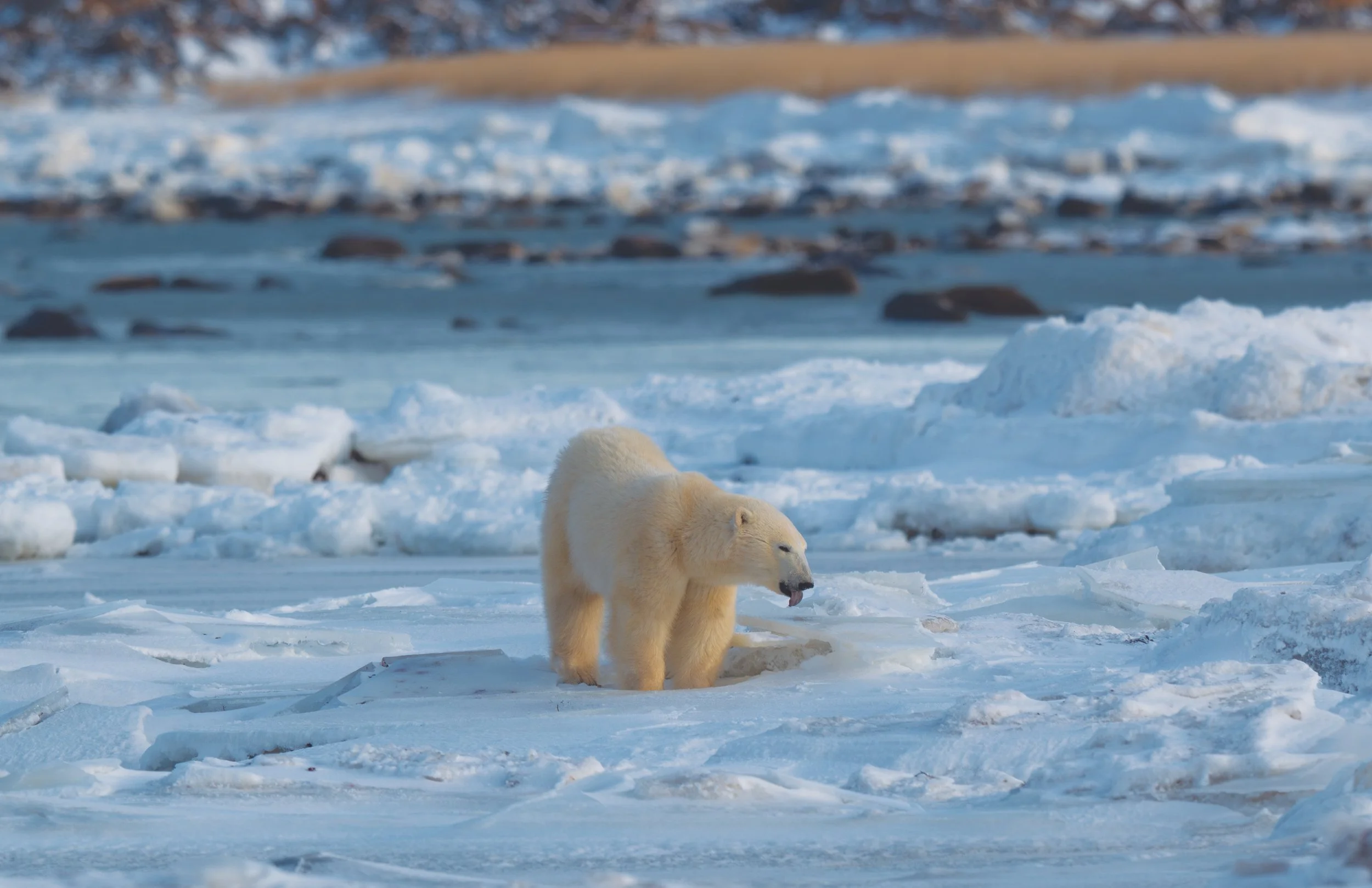 polar bear 2.jpg