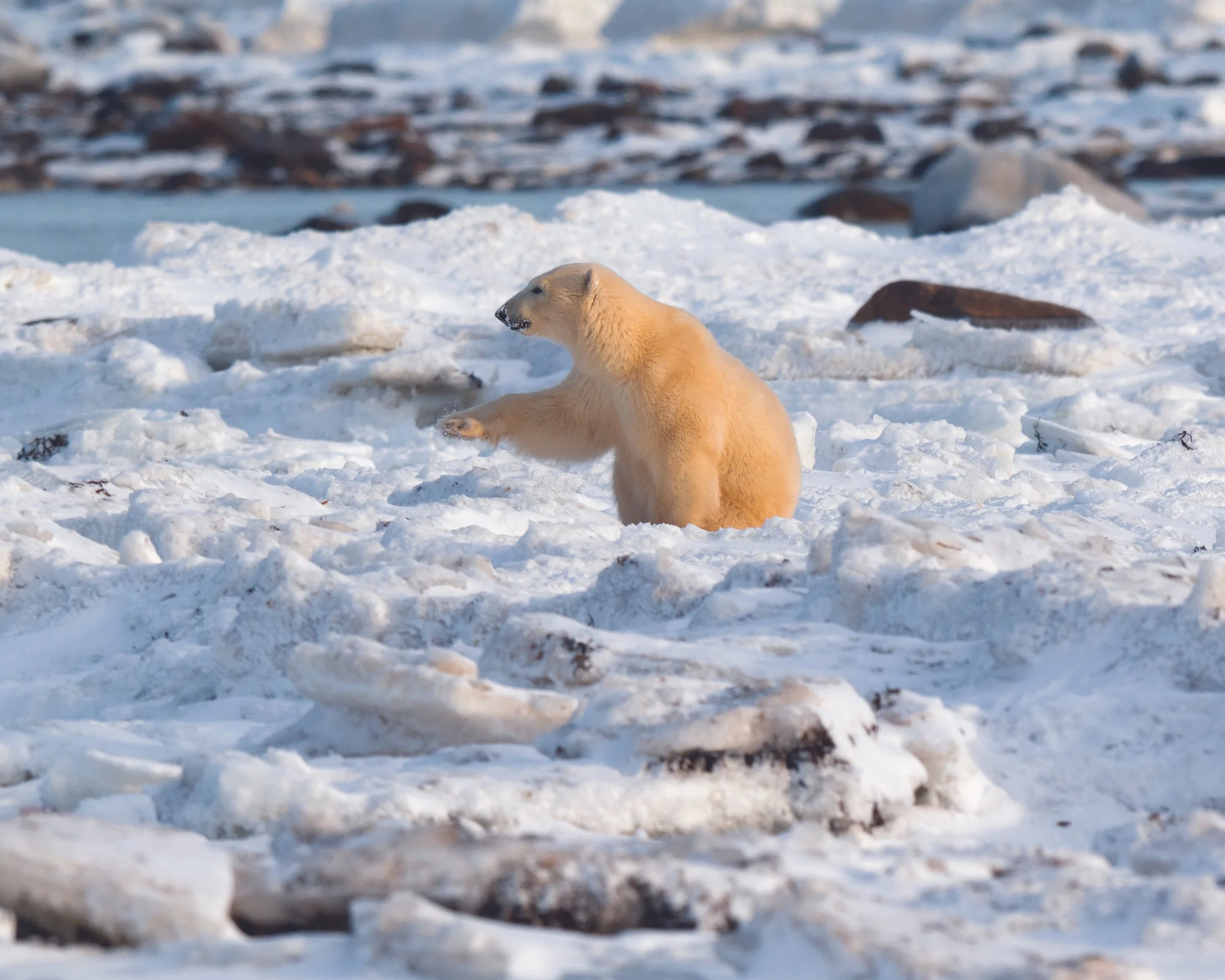polar bear 4 pointing copy.jpg