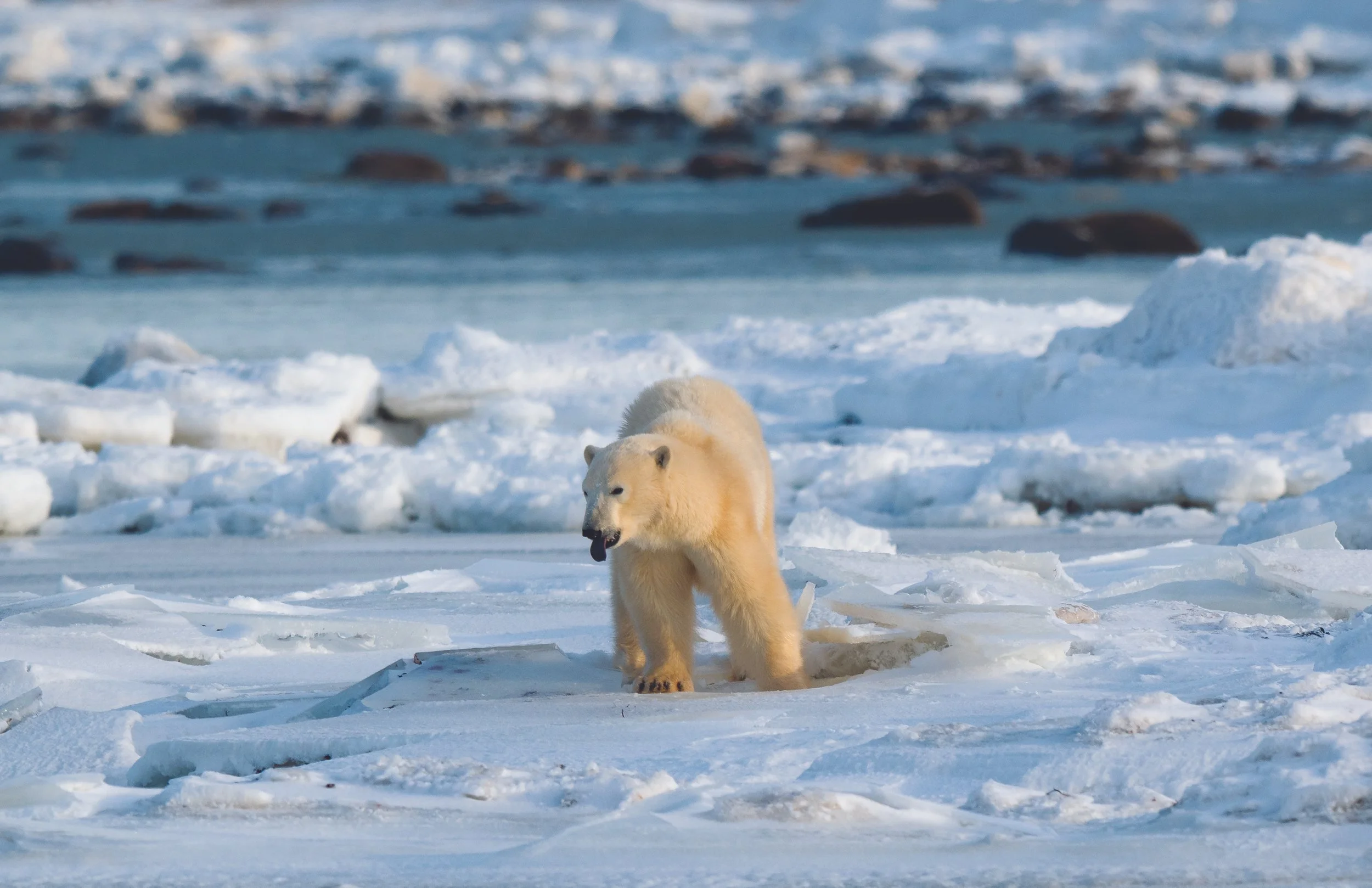polar bear 3.jpg