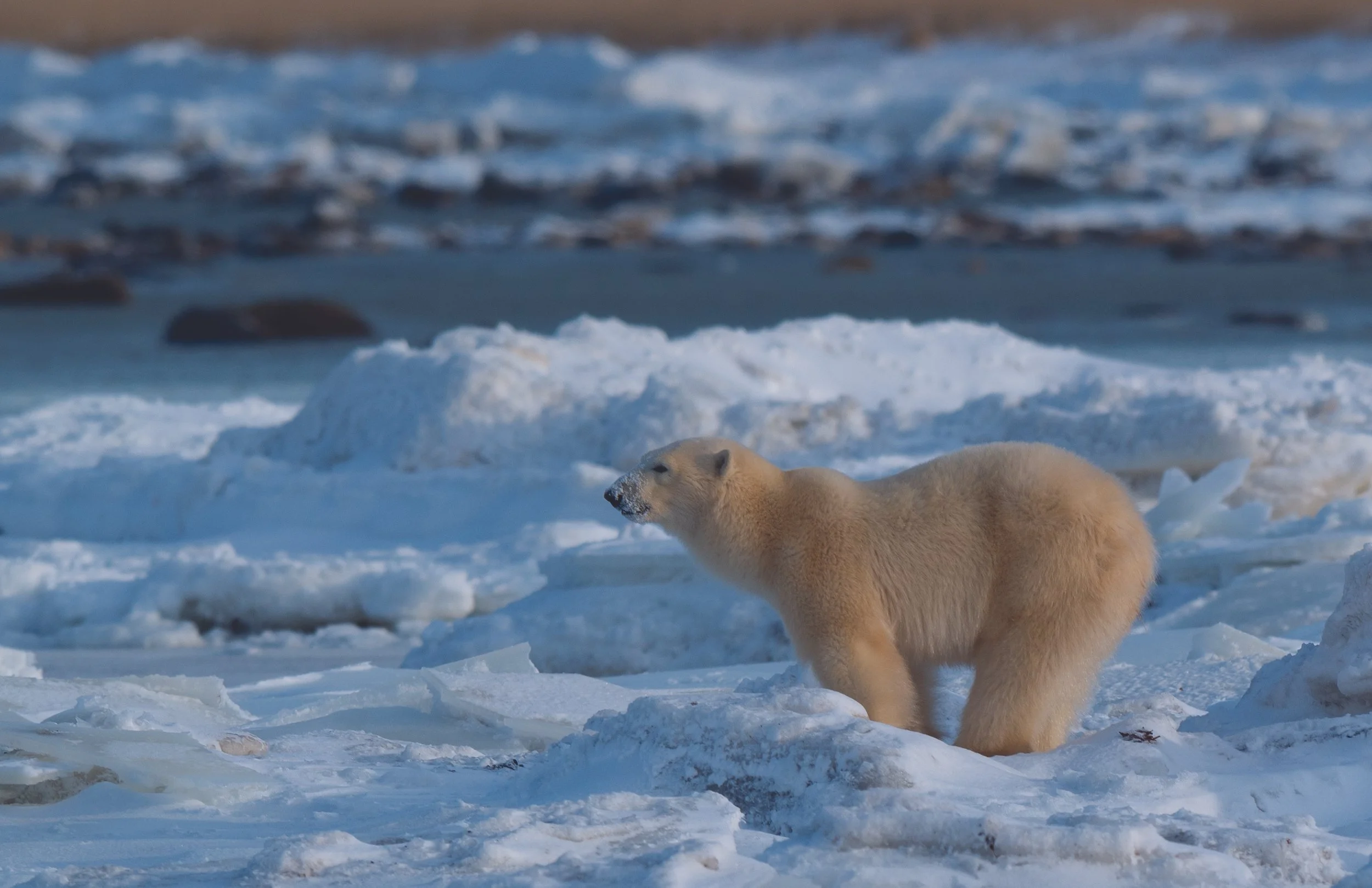 polar bear 1 copy.jpg