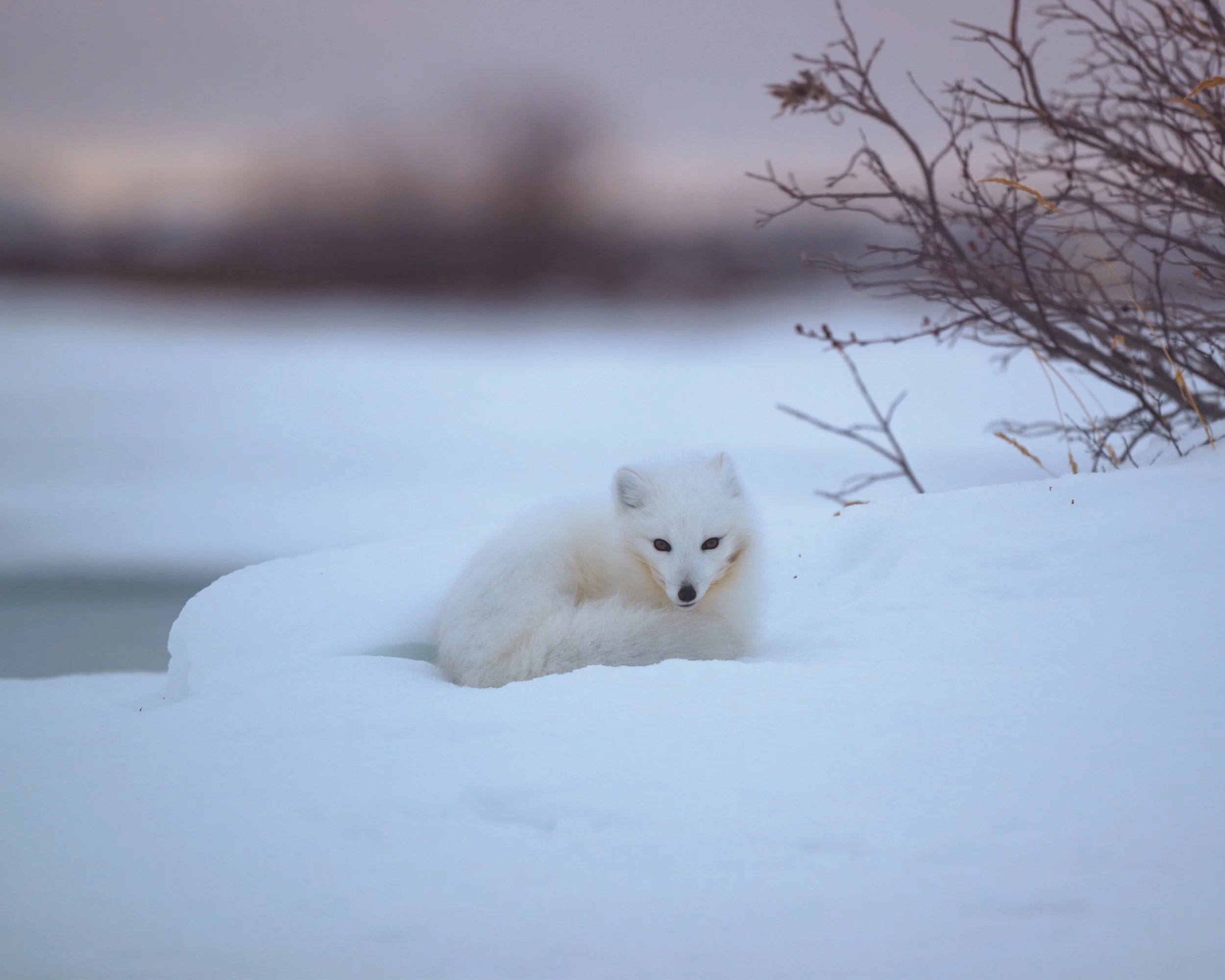 arctic fox test copy.jpg