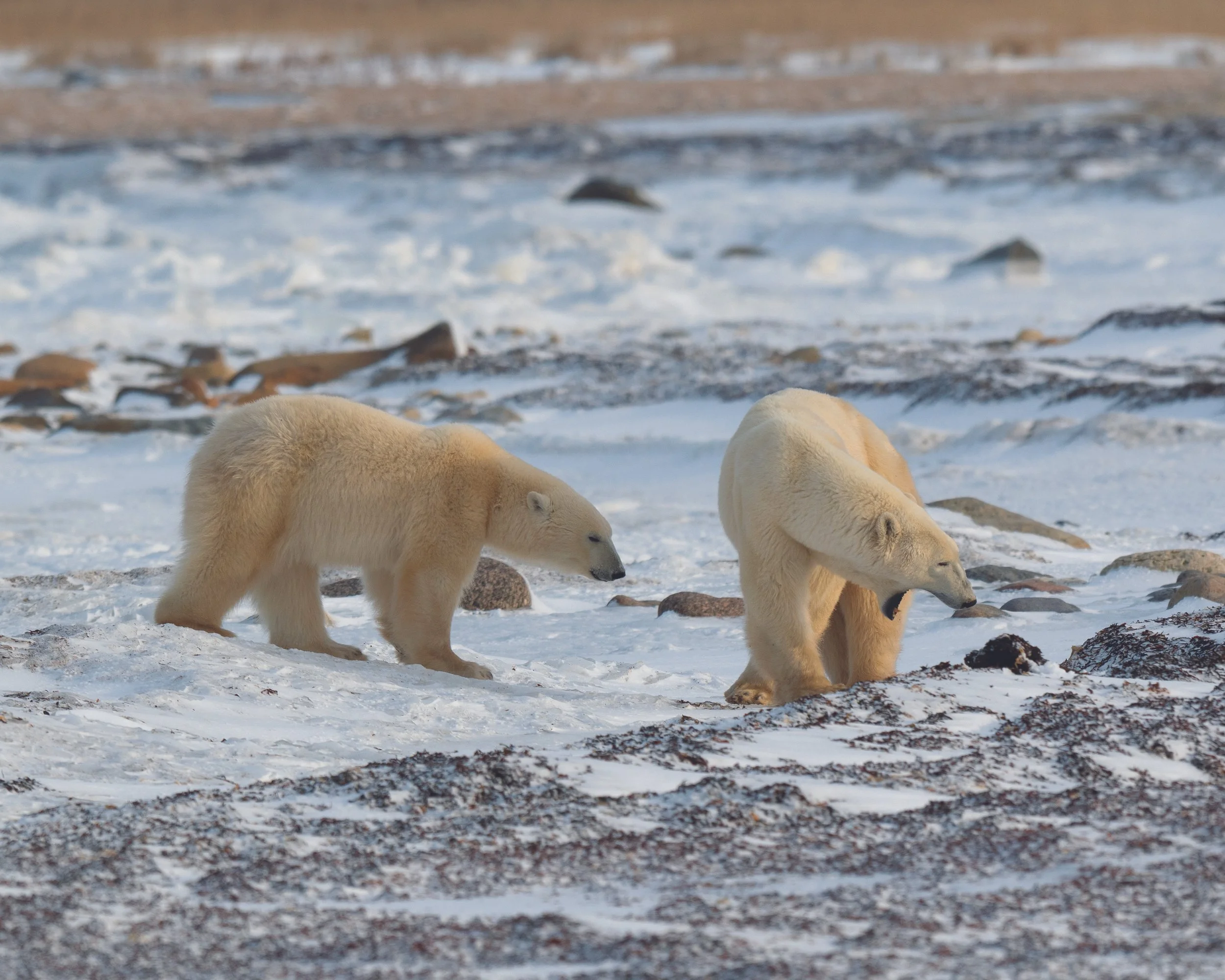 polar bear 4 & 5 copy.jpg