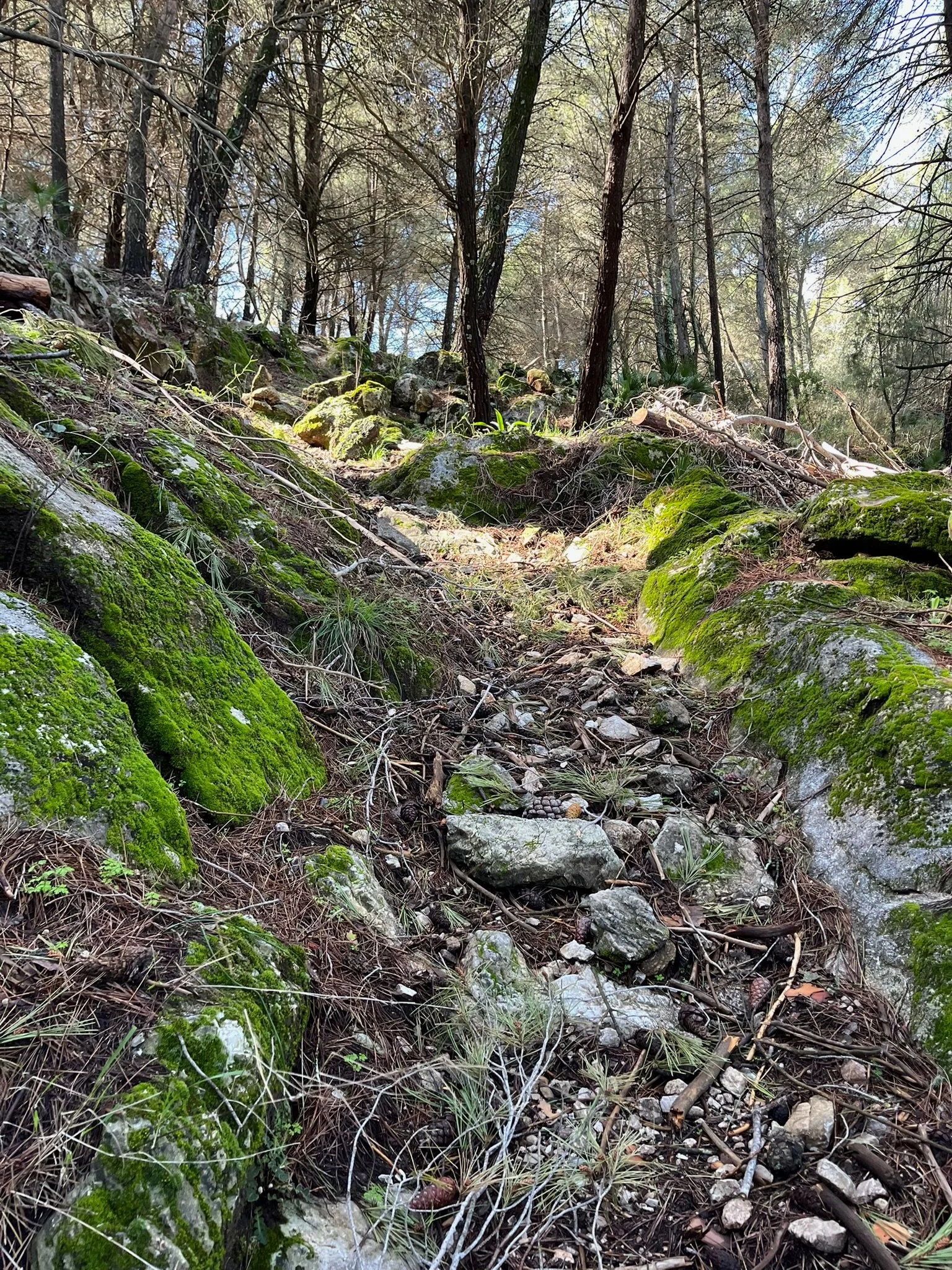 Un sendero en un bosque rodeado de árboles altos con ramas desnudas, rocas cubiertas de musgo y vegetación, con luz solar filtrándose entre las ramas.