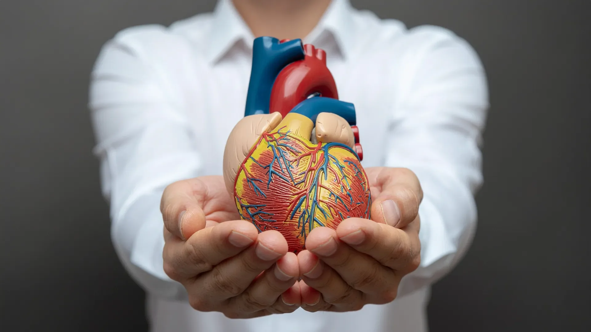 Person in white shirt holding a detailed anatomical model of a human heart with visible arteries and veins.