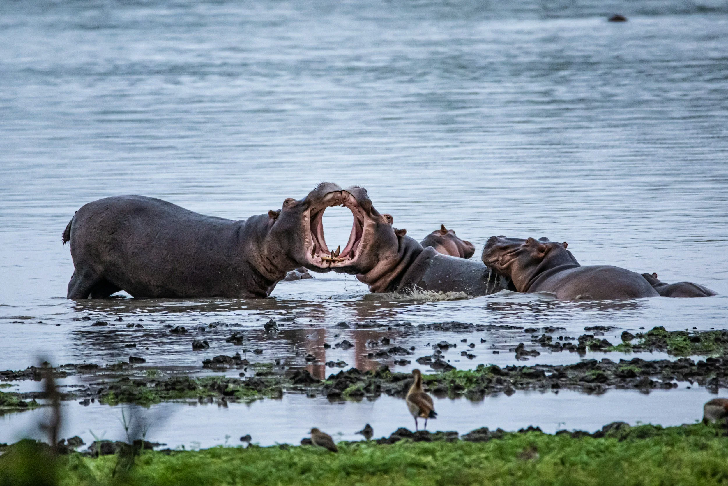 Group of hippopotamuses in the water, some with wide-open mouths showing teeth, near the shoreline with birds on ground and marshy vegetation in the foreground.