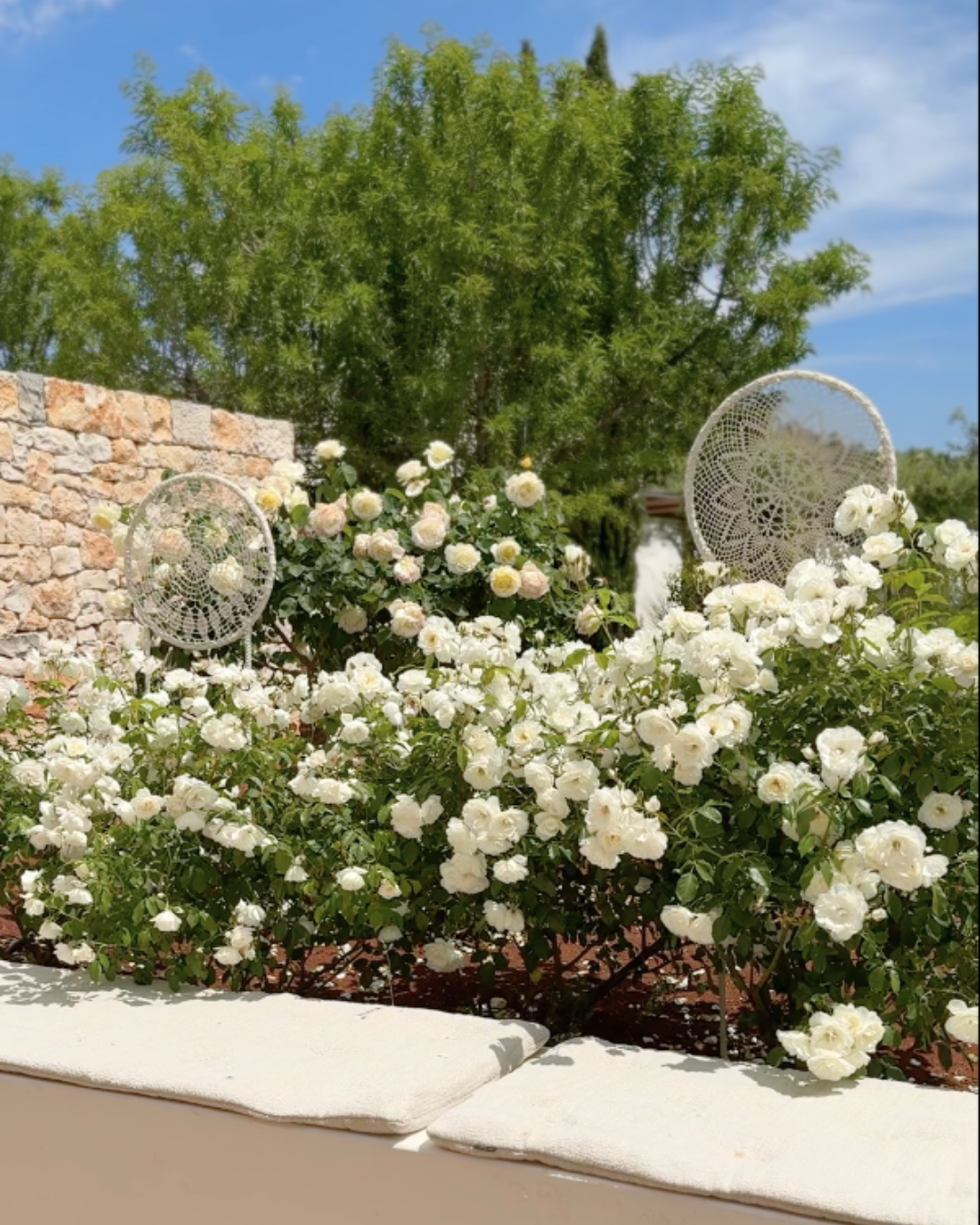 Jardin ensoleillé avec une grande plante de roses blanches, deux décorations rondes en crochet, un mur en pierre et un arbre vert en arrière-plan.