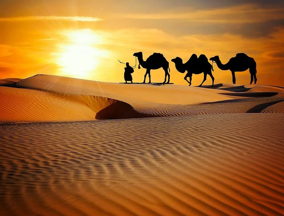 North India Elite Tour Experiences