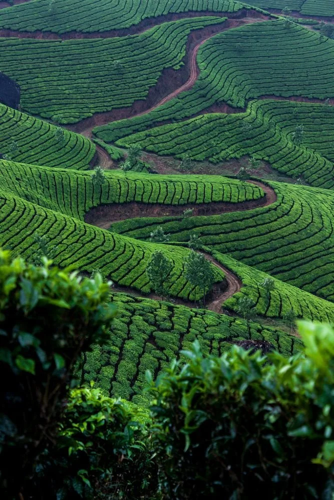 India - Tea Plantation by Adam Foy _ 500px.jpeg