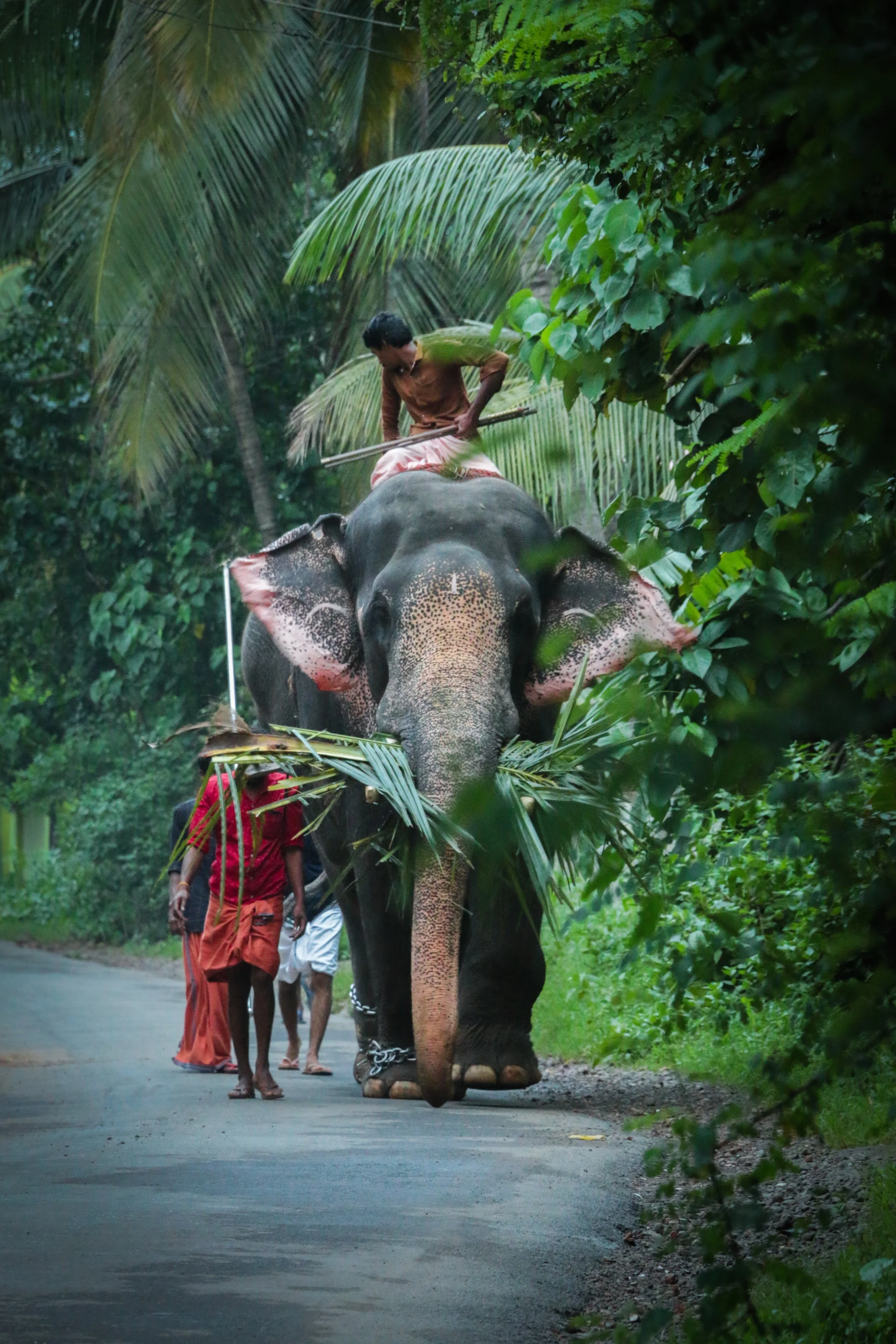 Elephant-img-1.jpg