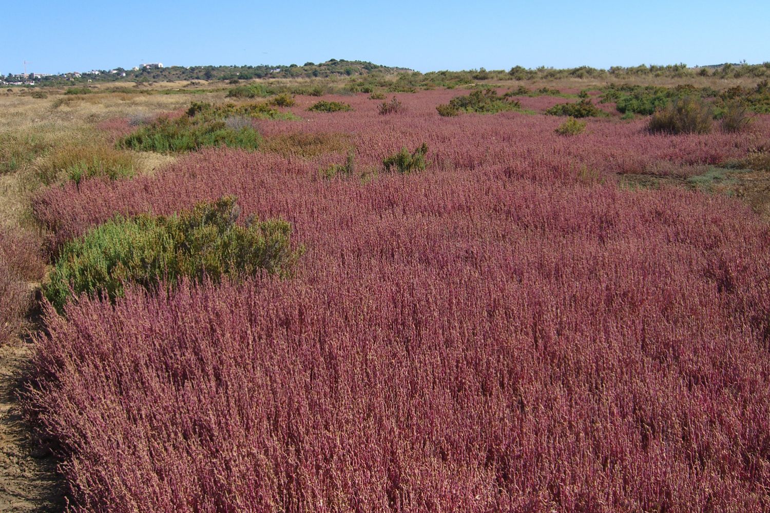 Abicada, Portimão l Algarve