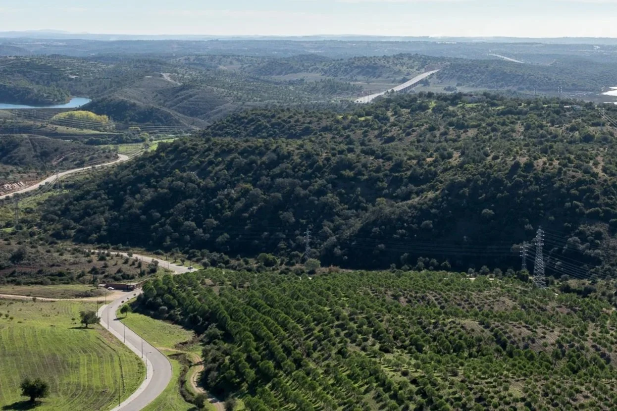 CABEÇA BOA | afforestation