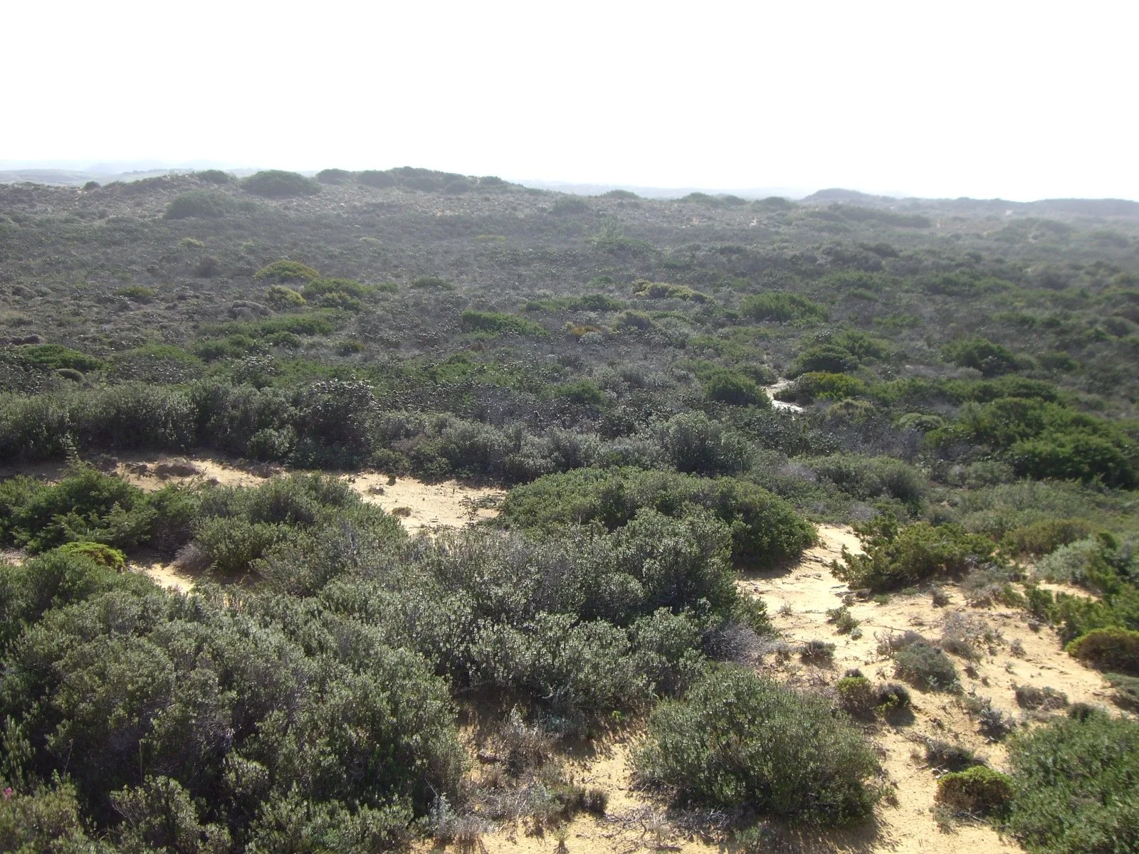 Pontal Land Regeneration l Algarve