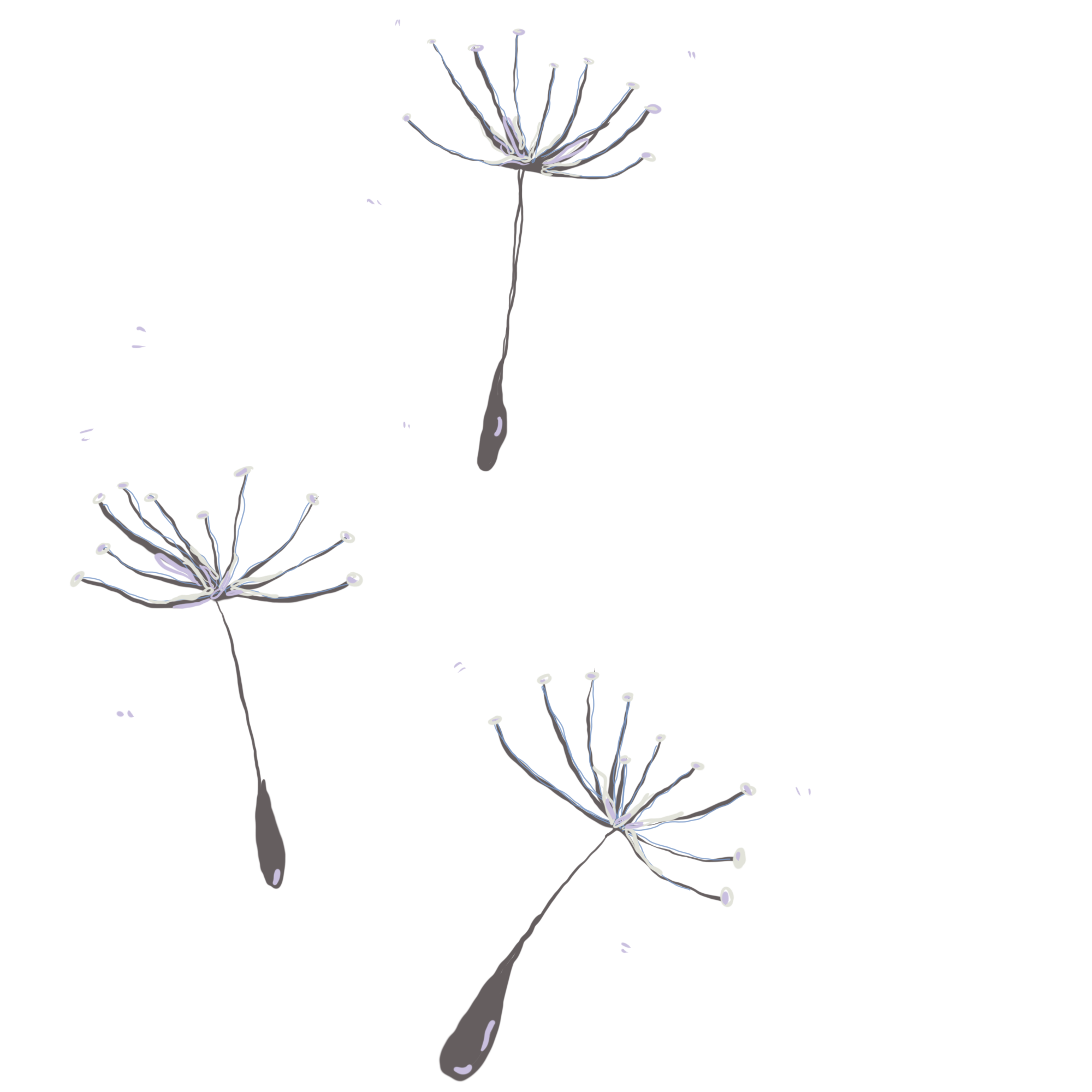 dandelions