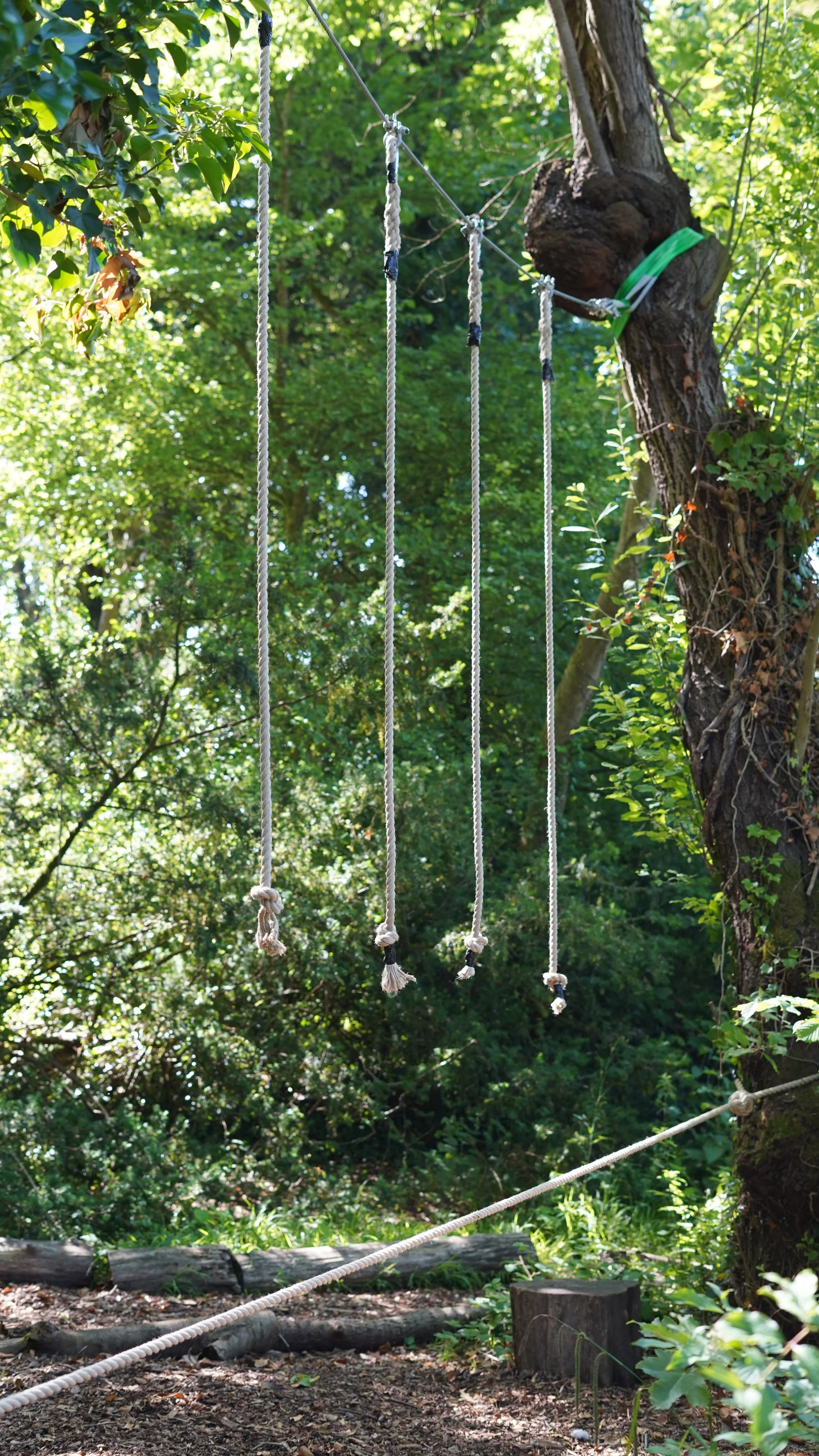 Rope bridge with multiple ropes hanging from a tree in a green forest.